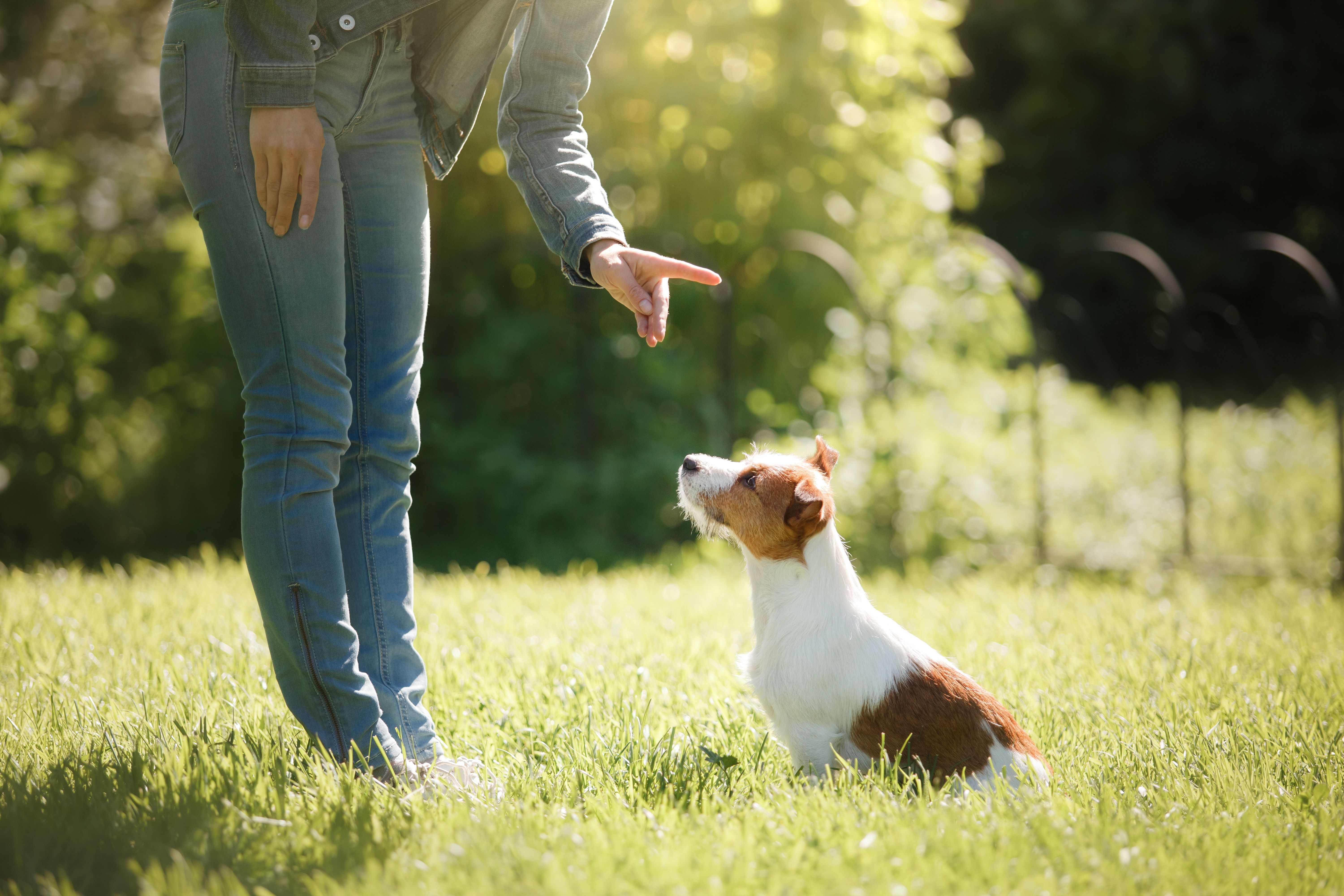 Accessoires de dressage pour chien : comment bien les choisir