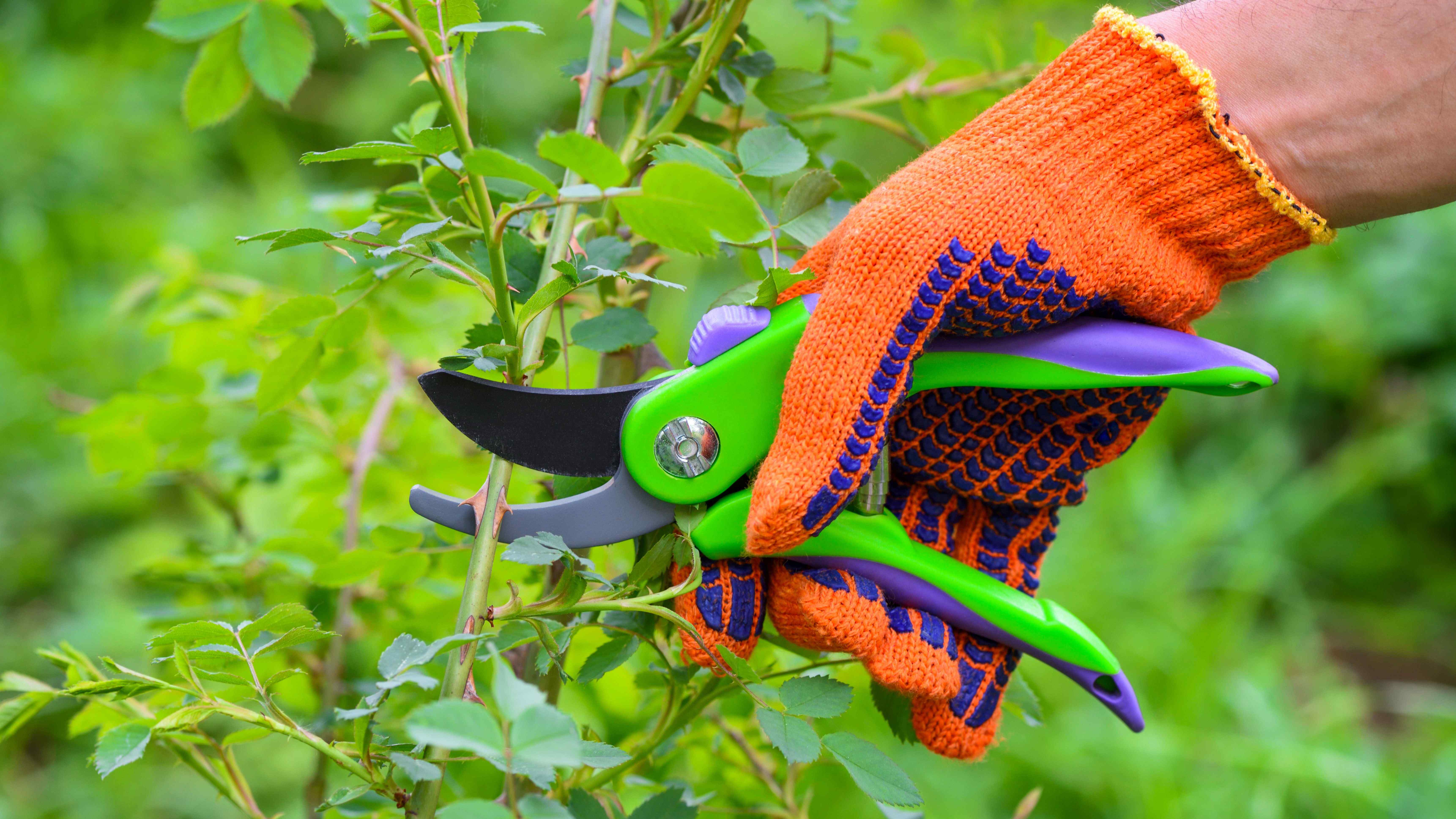 Secateurs buying guide