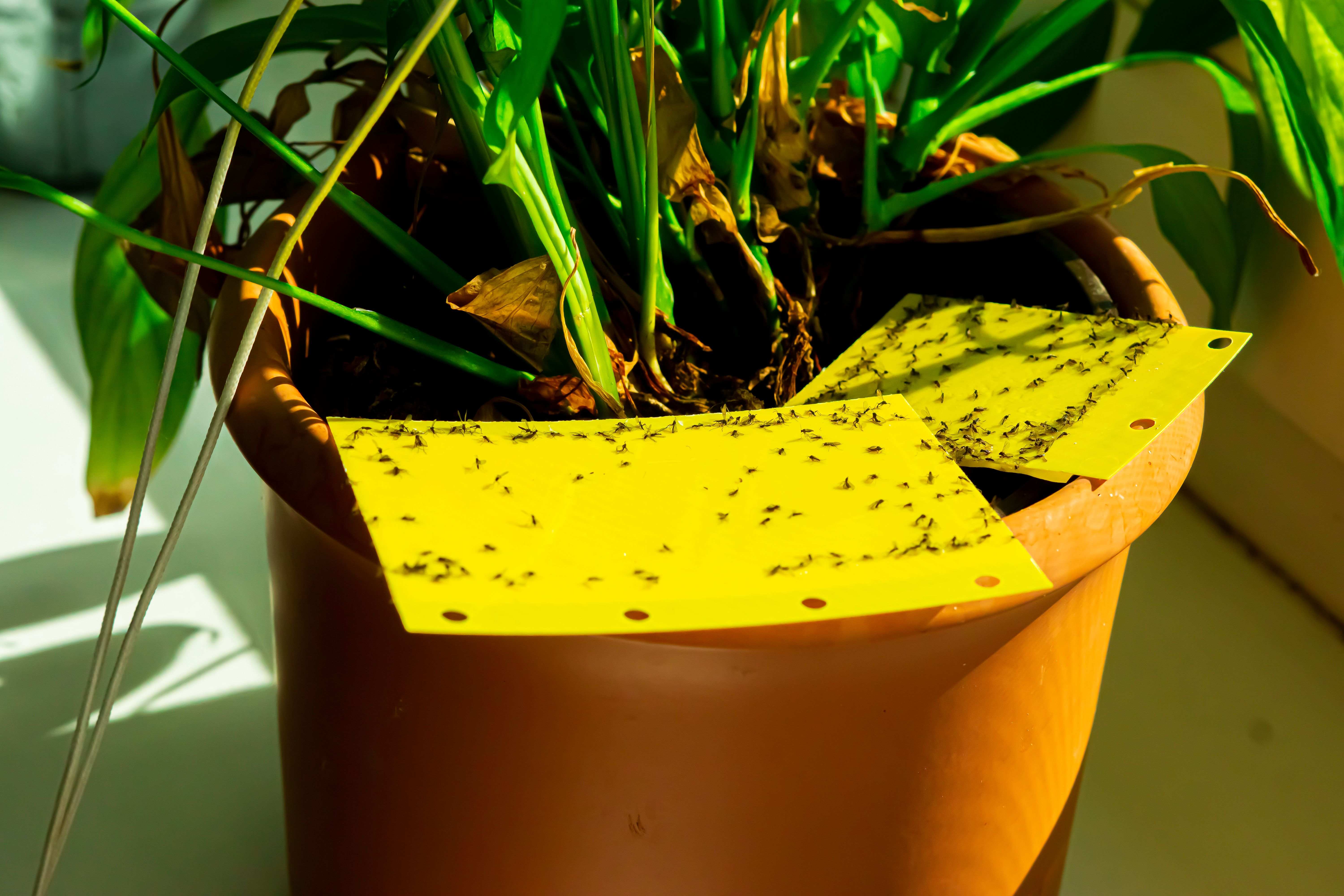¿Cómo terminar con moscas y mosquitos?