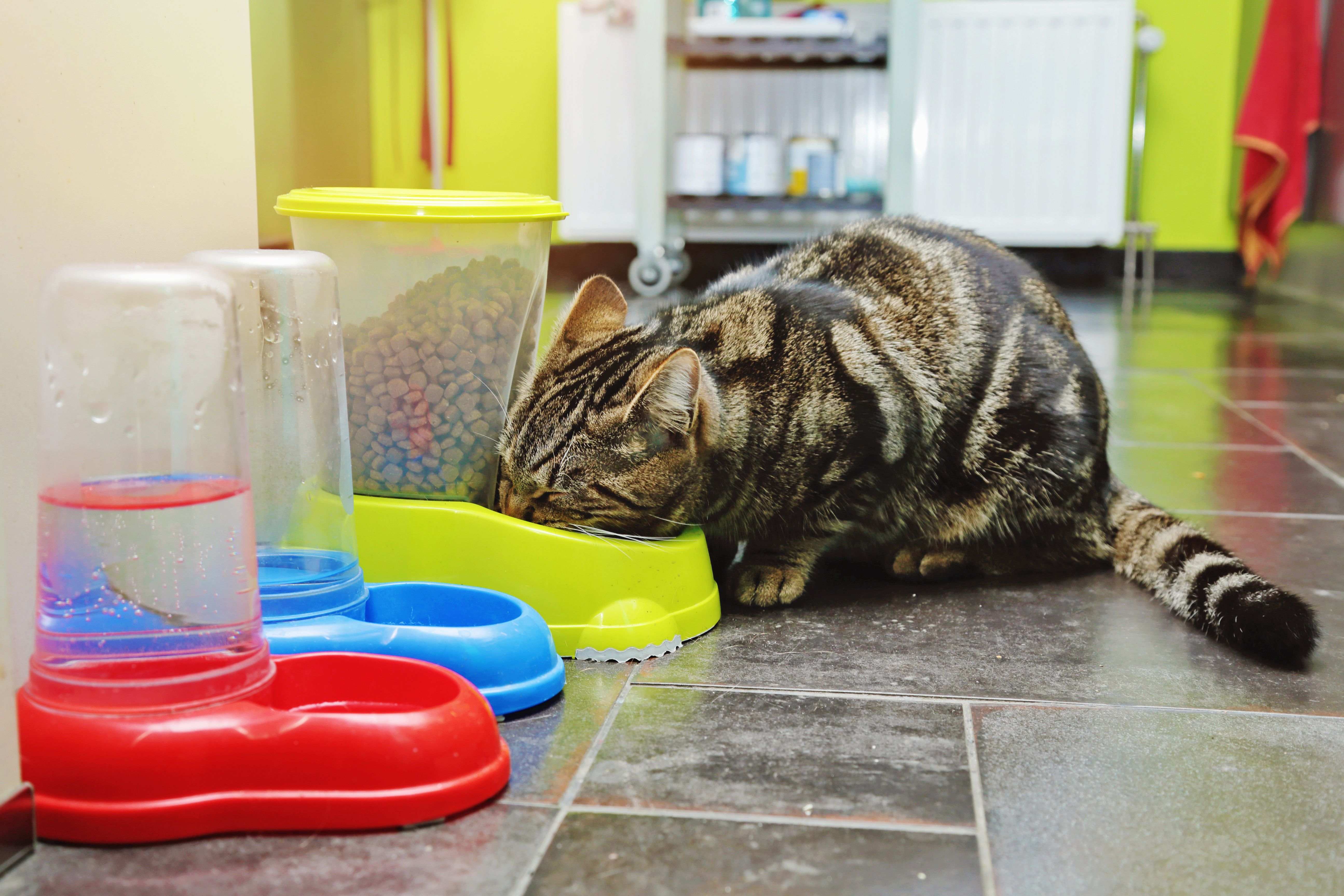 ¿Cómo elegir un comedero para gatos?