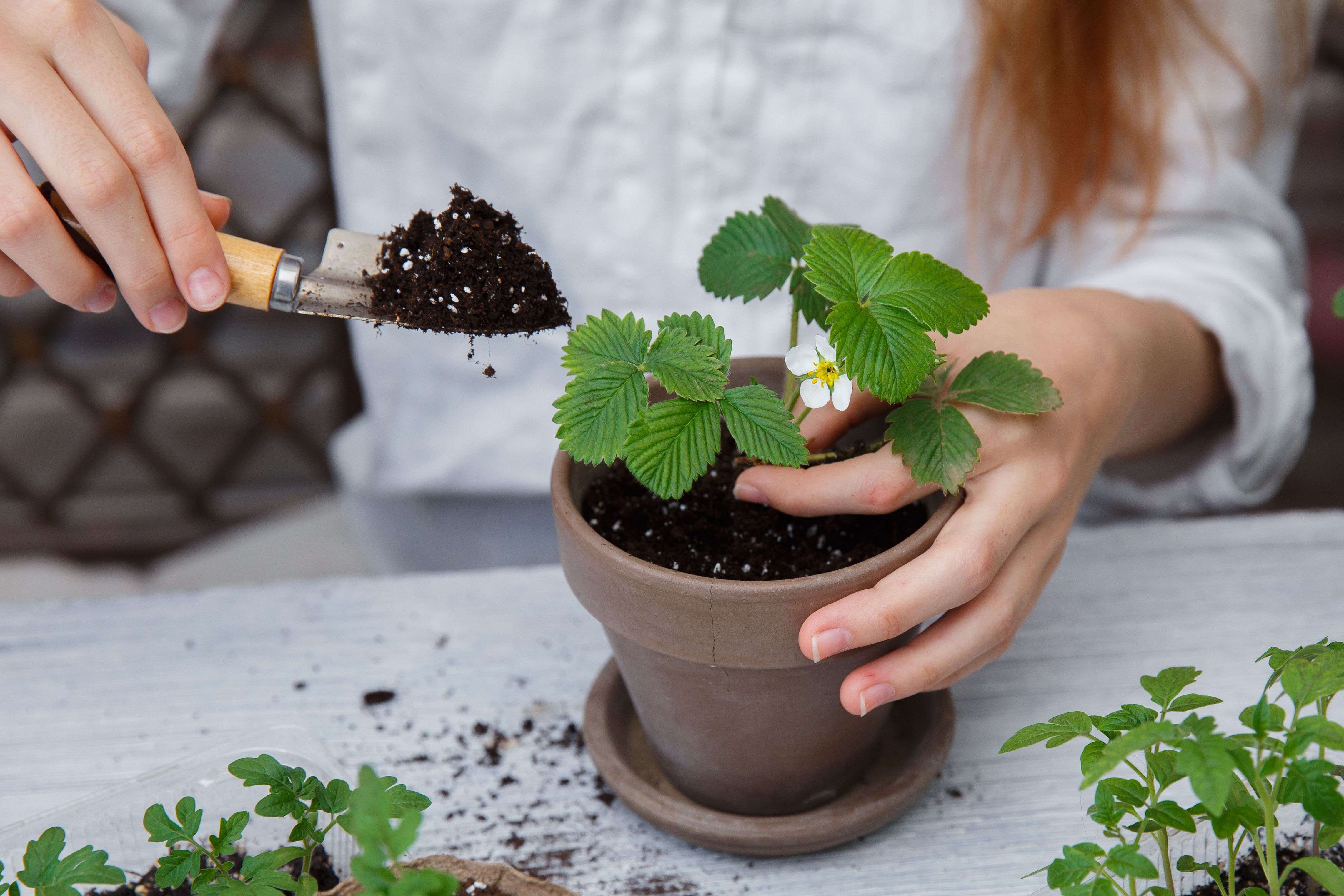 How to repot a plant