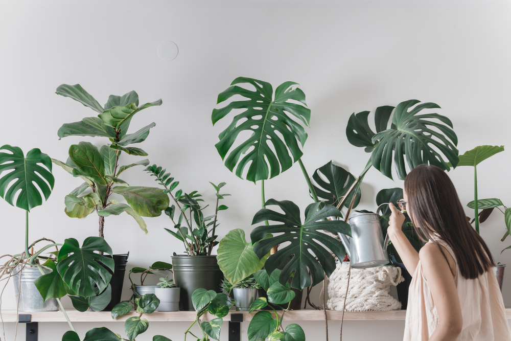 ¿Cómo elegir plantas de interior?