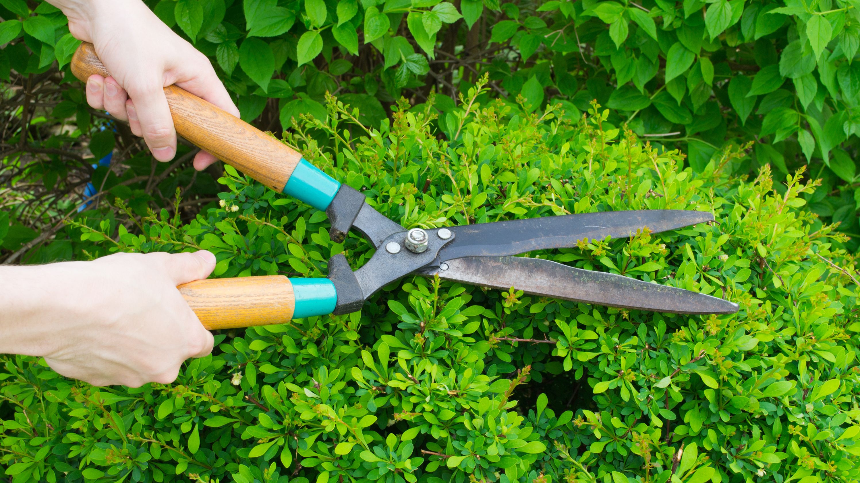 Quels outils pour tailler une haie