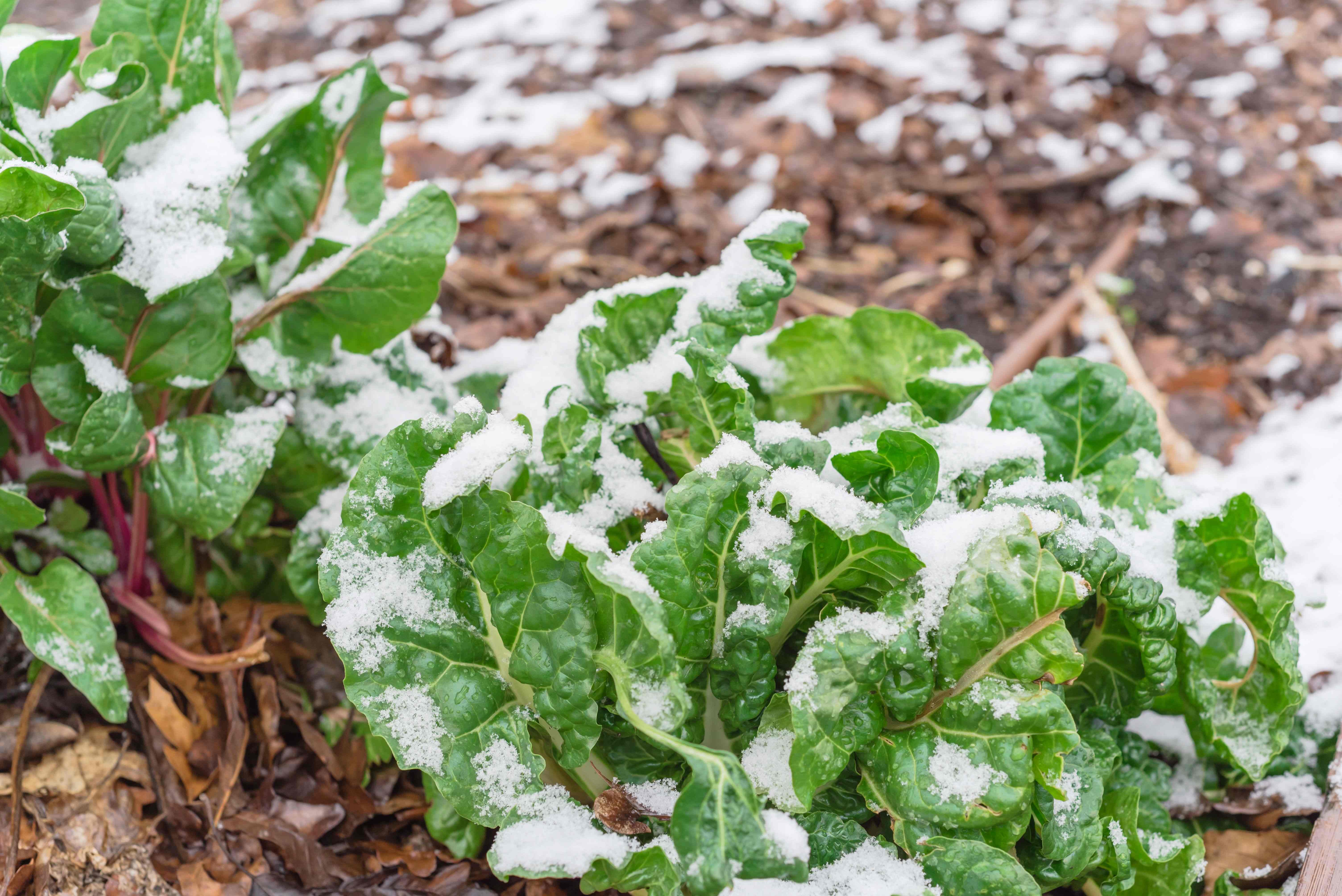 Den Gemüsegarten im Winter pflegen: So geht's