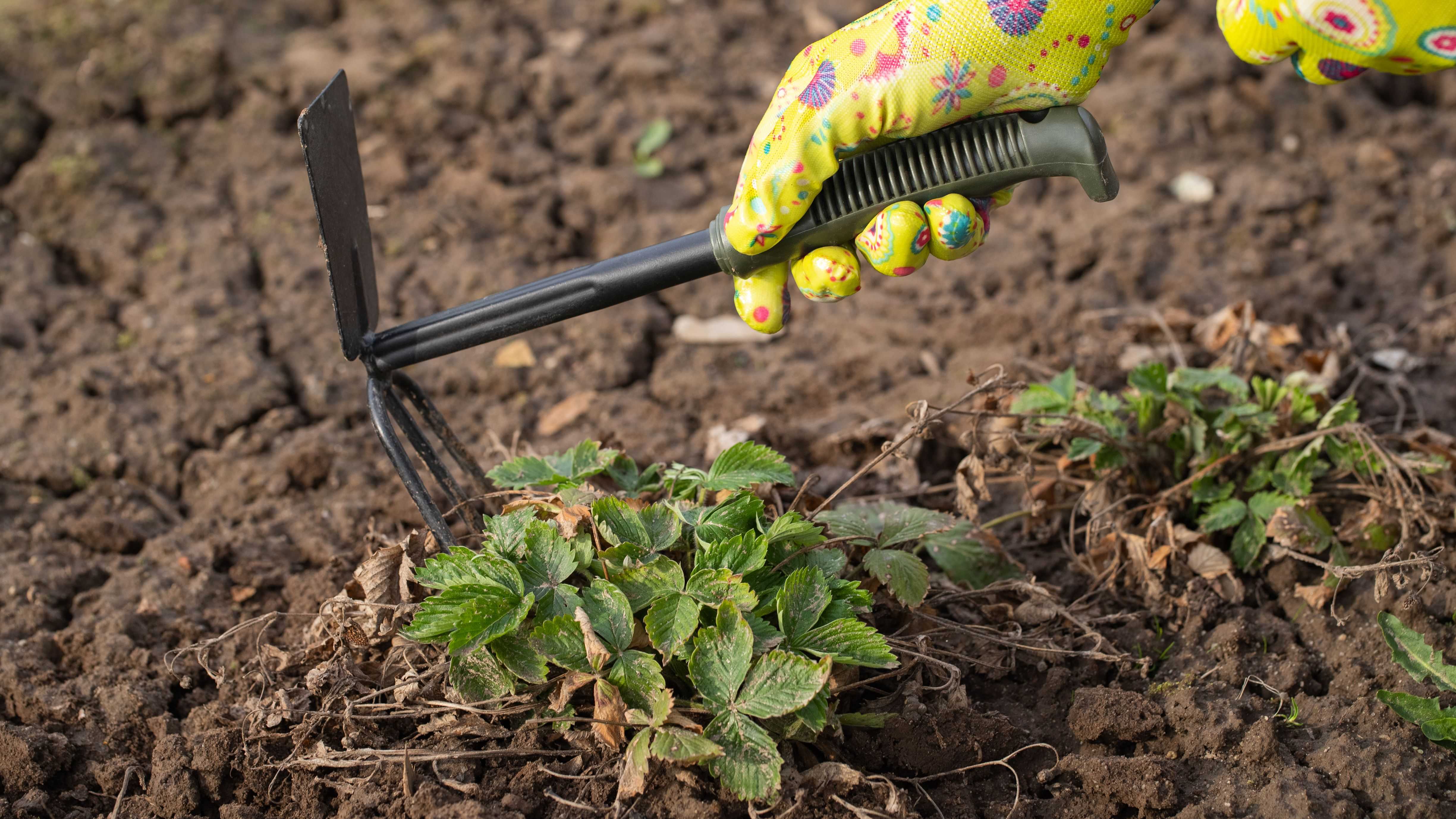 Cómo elegir herramientas para empezar a trabajar en el jardín