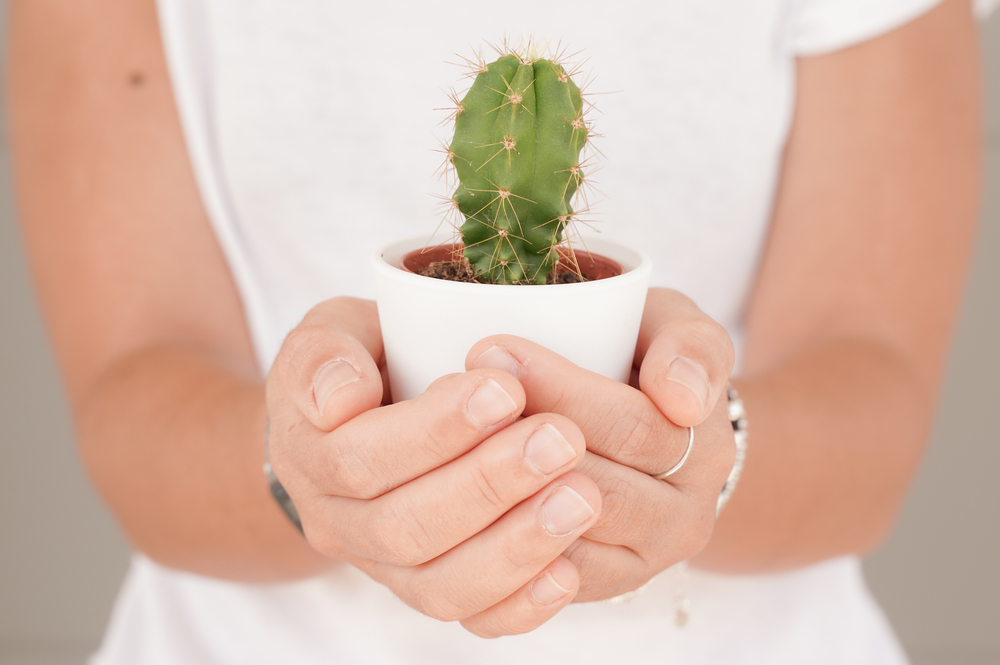 Cómo elegir cactus y crasas