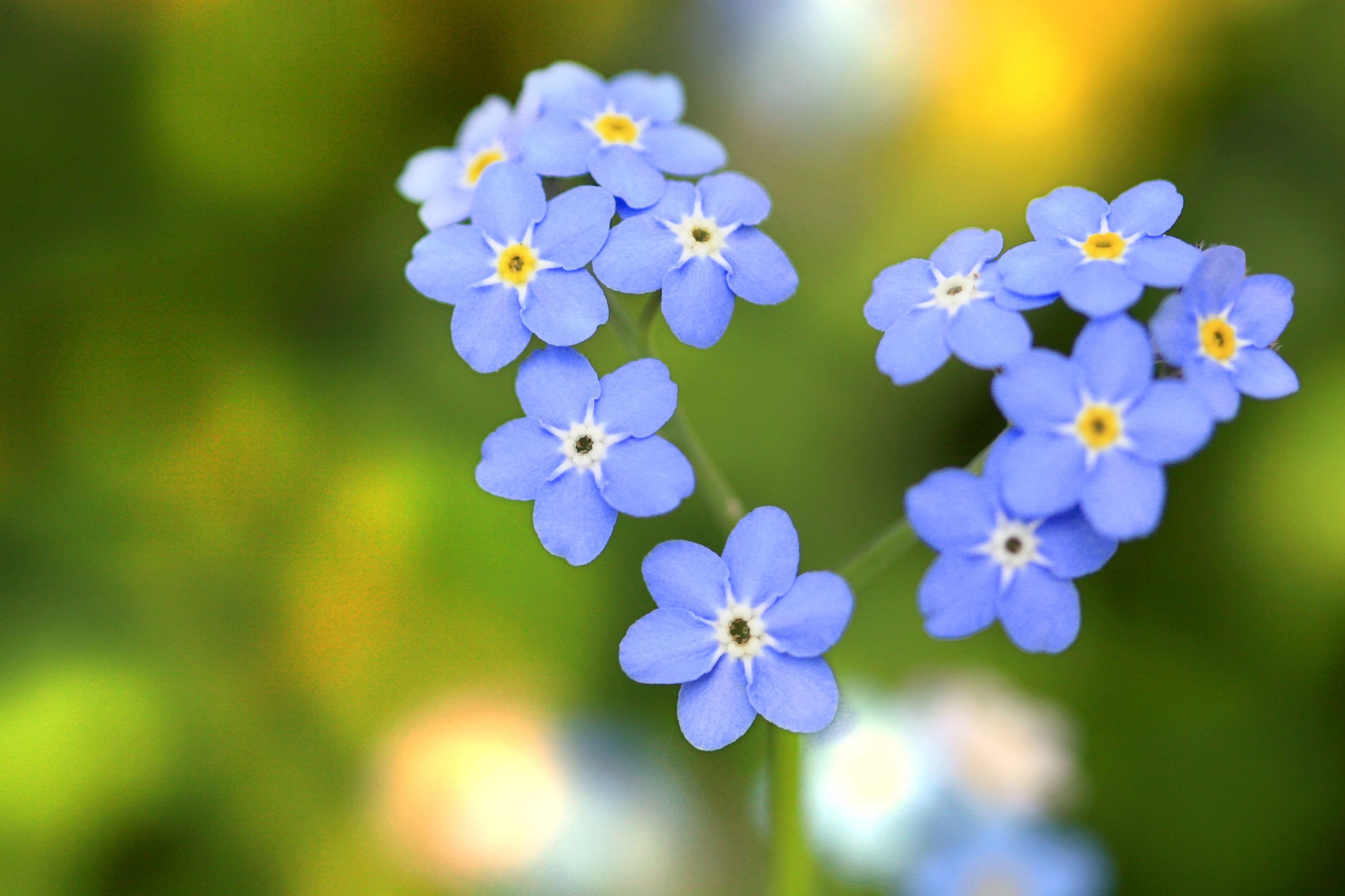 Blumensprache - 20 Blumen und ihre Bedeutung