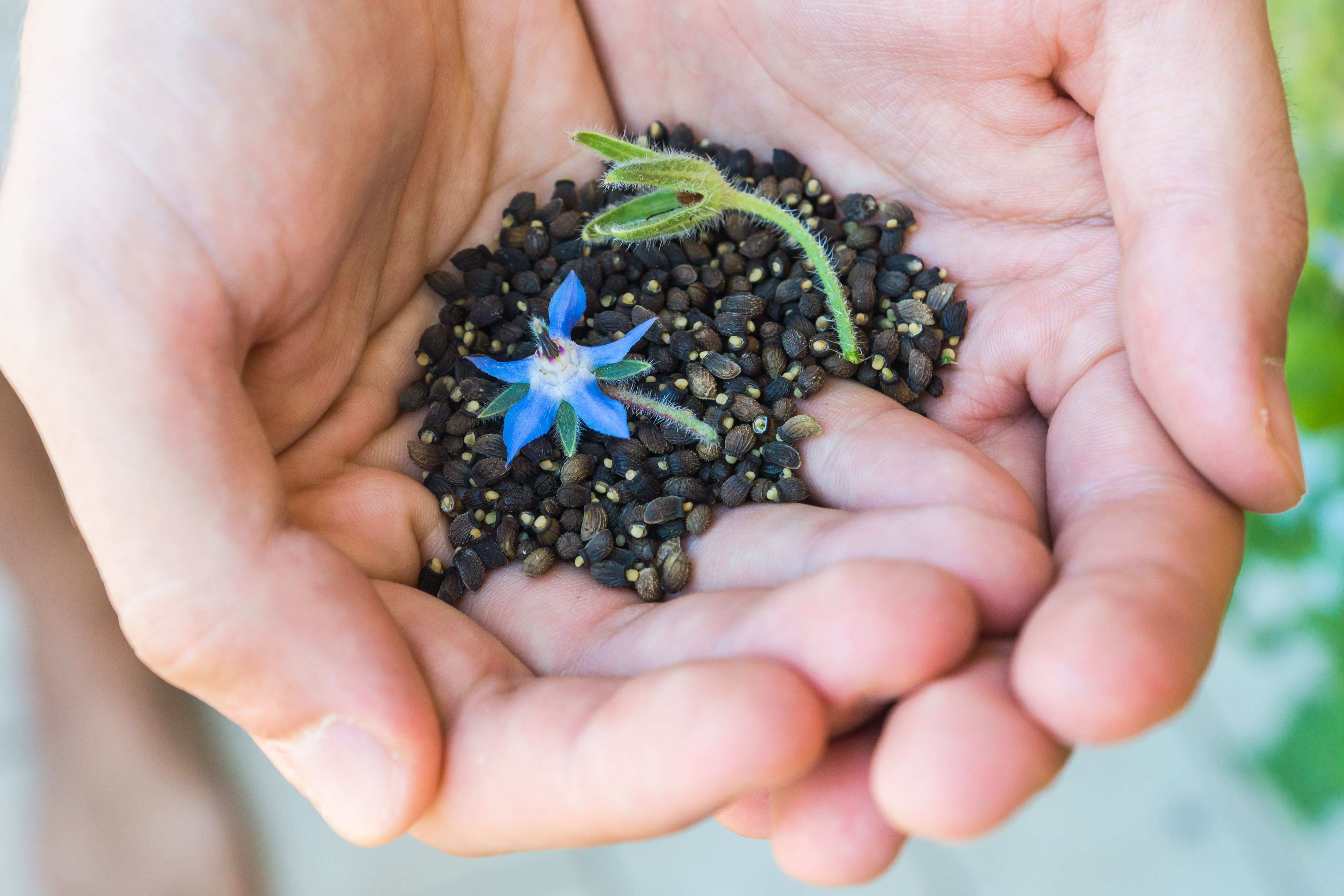 Graines de fleurs : 10 fleurs à planter
