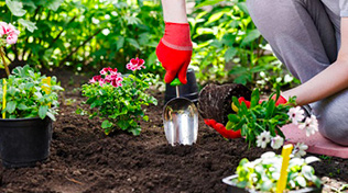 What to plant and sow in April