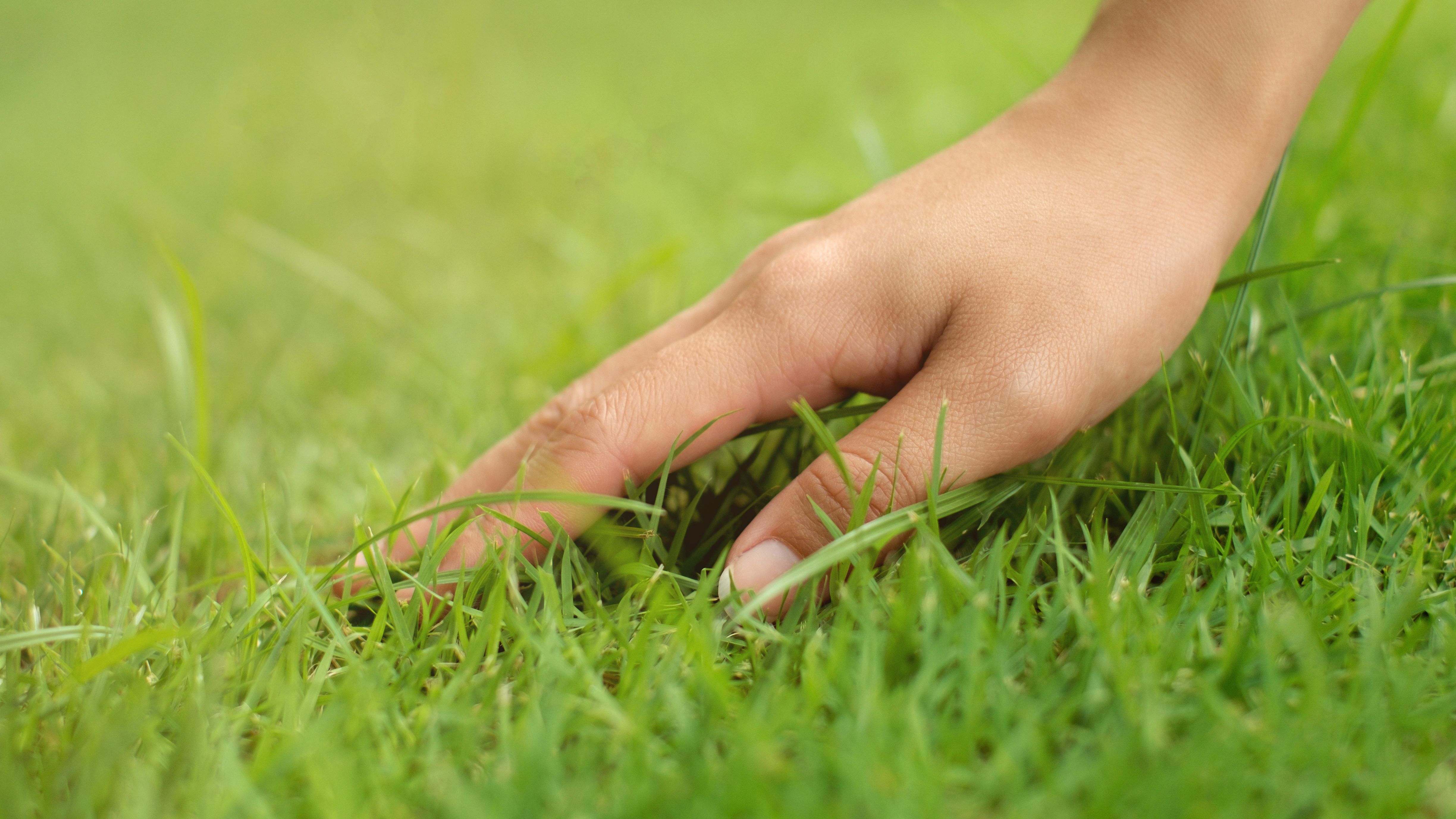 How to grow a green lawn