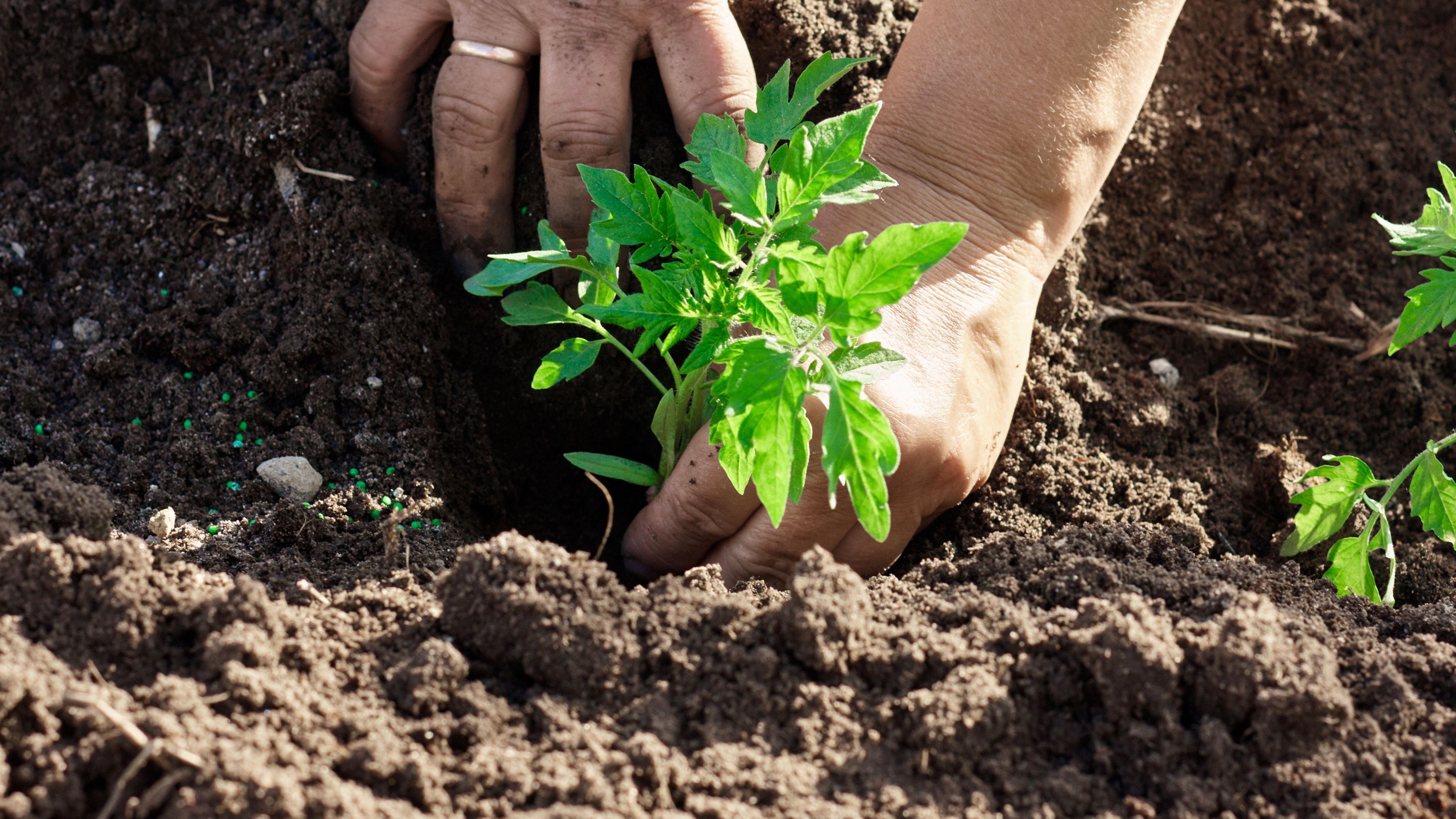 Qué hortalizas plantar o sembrar en mayo