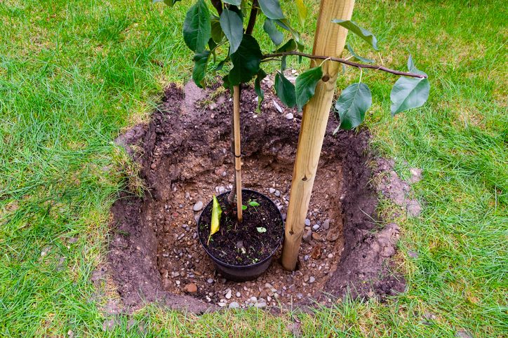 How to plant a fruit tree or bush