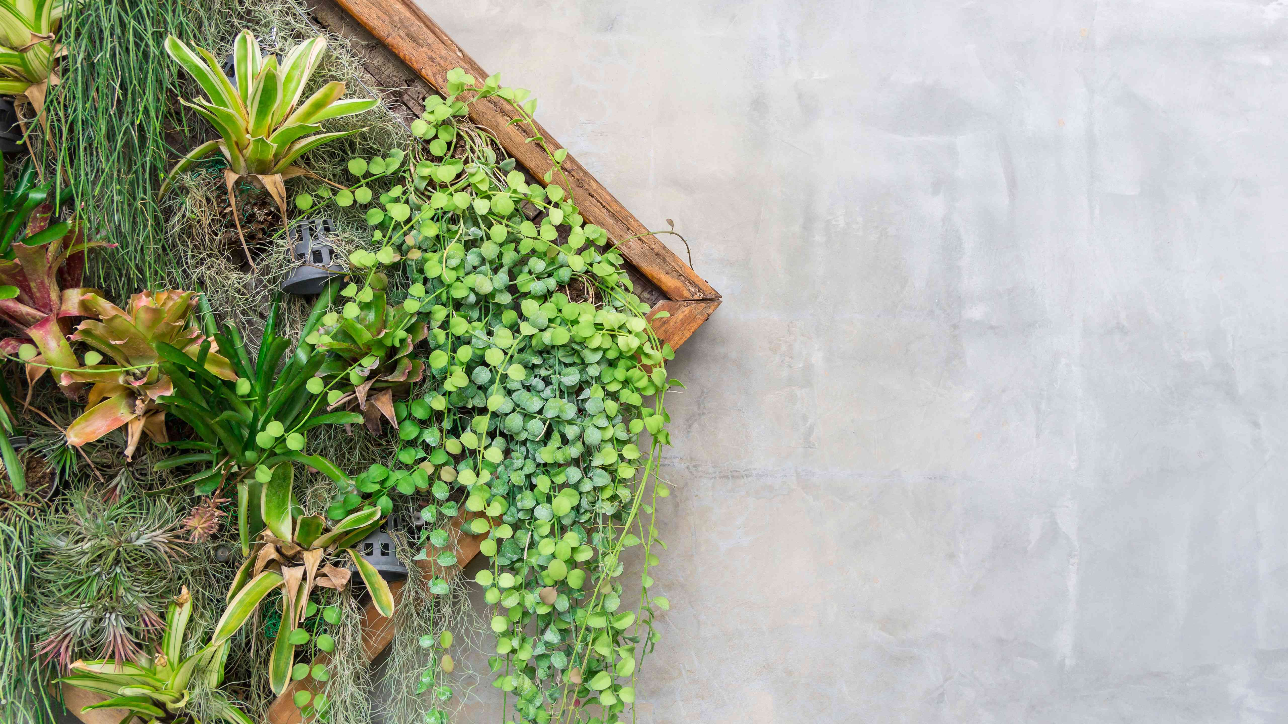 Cómo confeccionar un cuadro vegetal