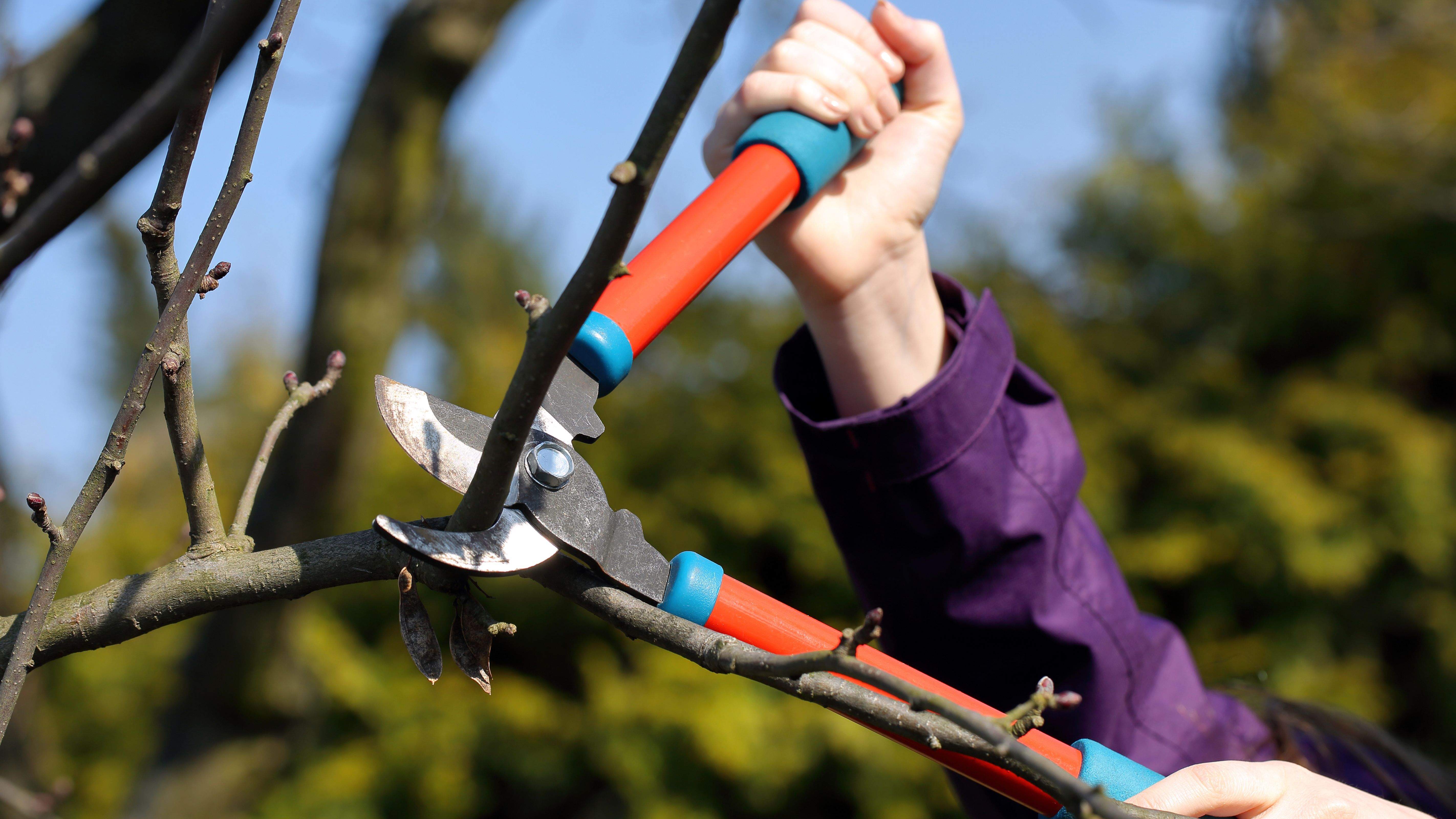 Hand trimming tools buying guide