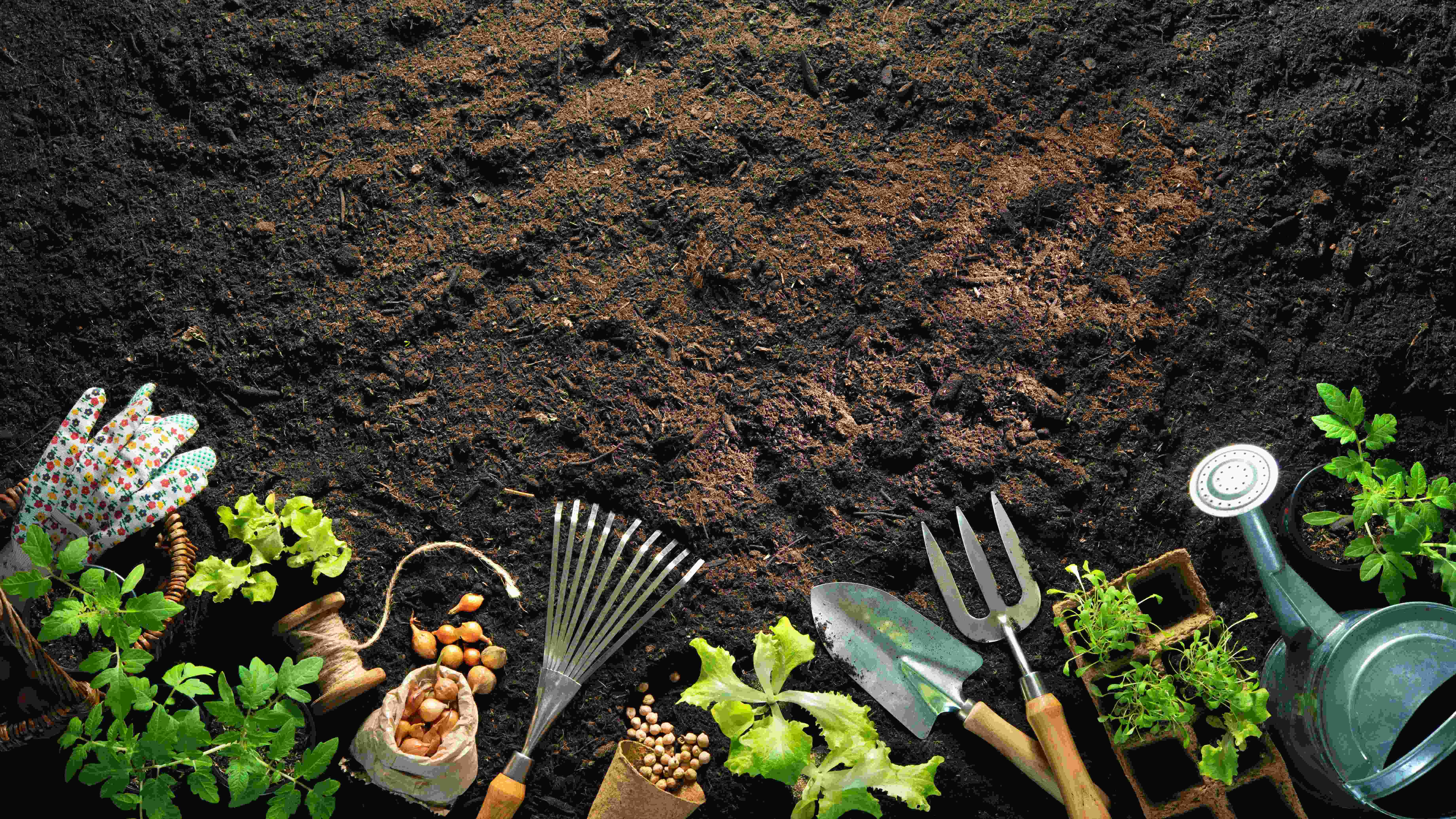 What to plant in August?