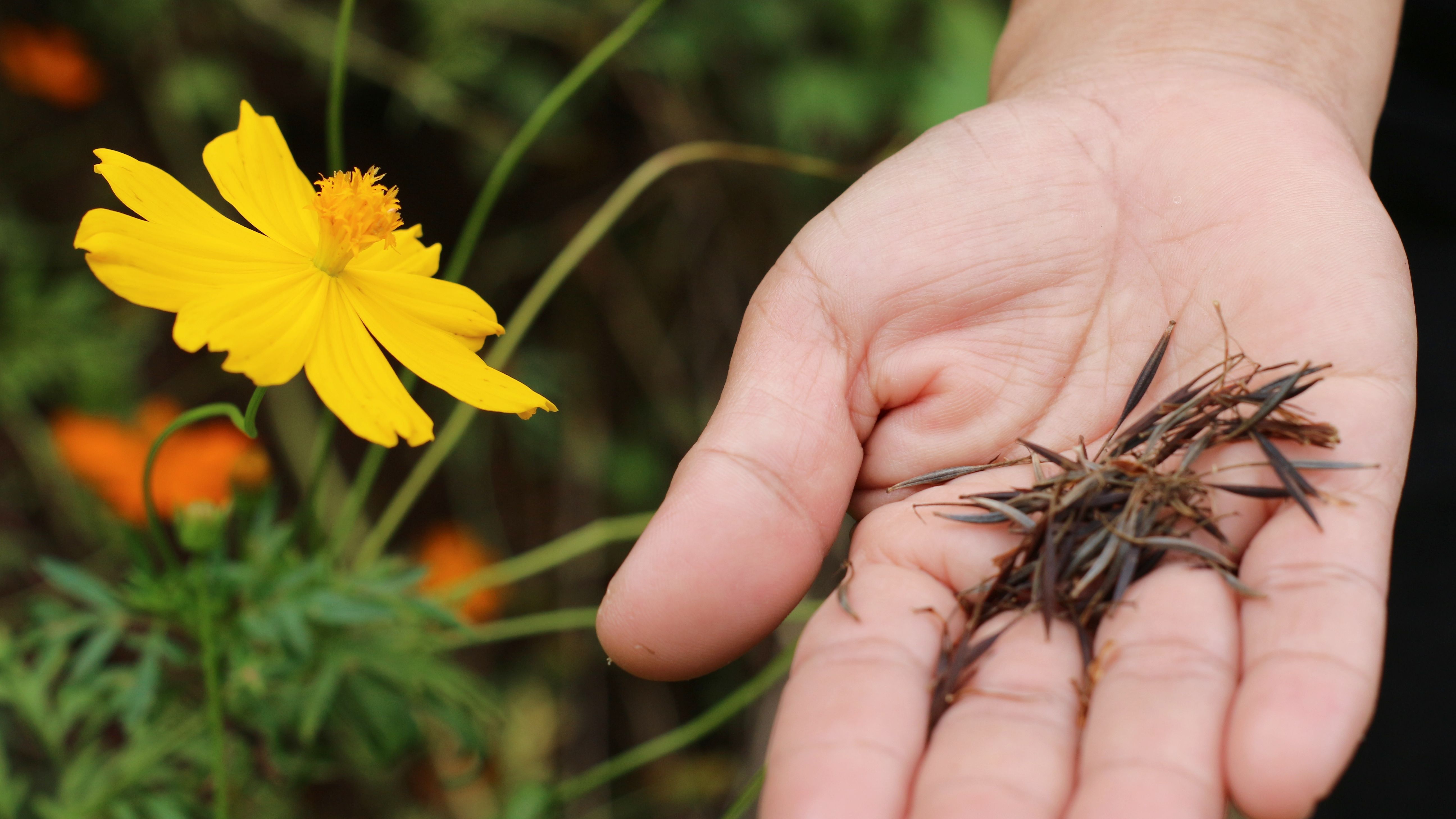 Comment choisir ses fleurs à semer