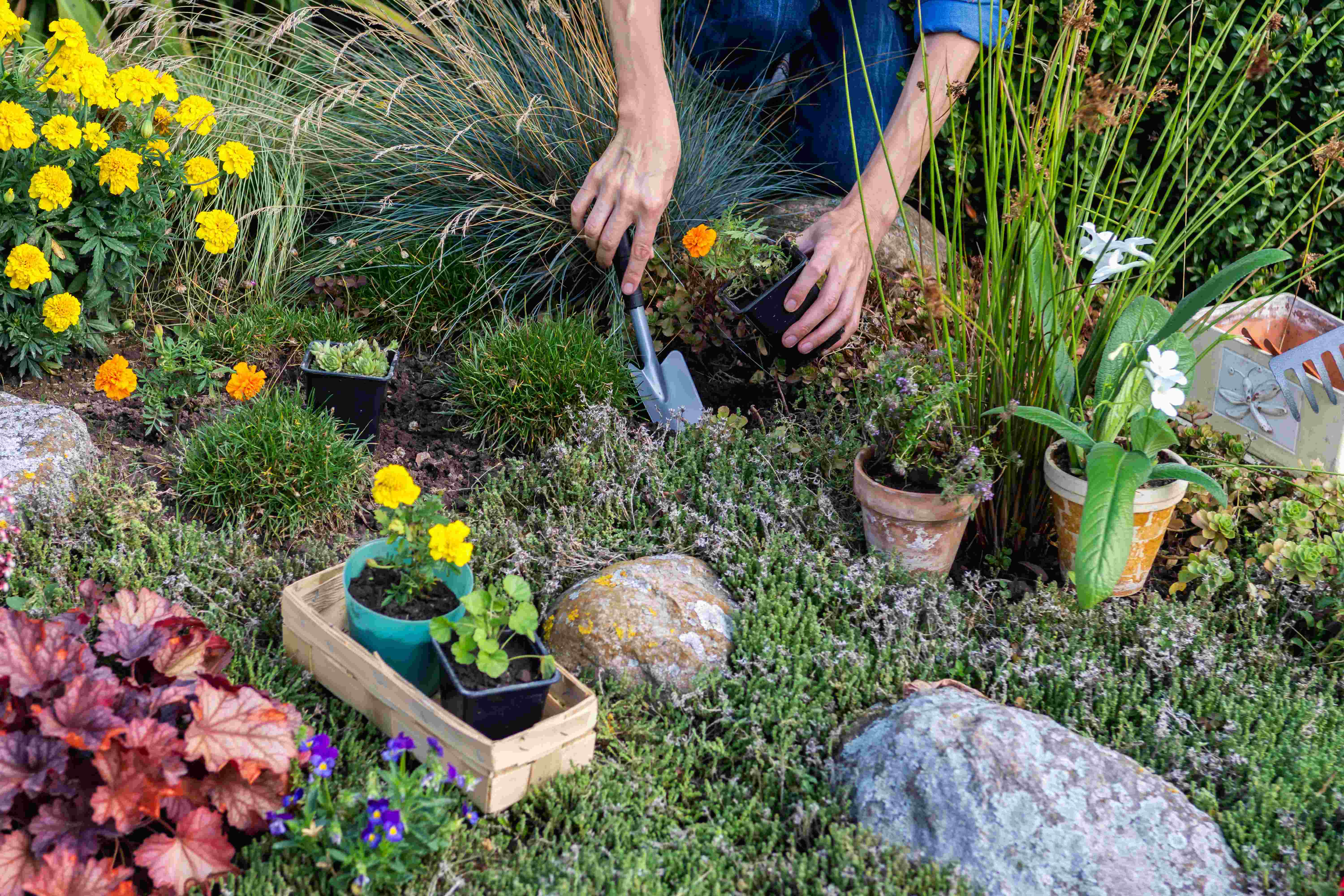 Quelles sont les plantes de rocaille