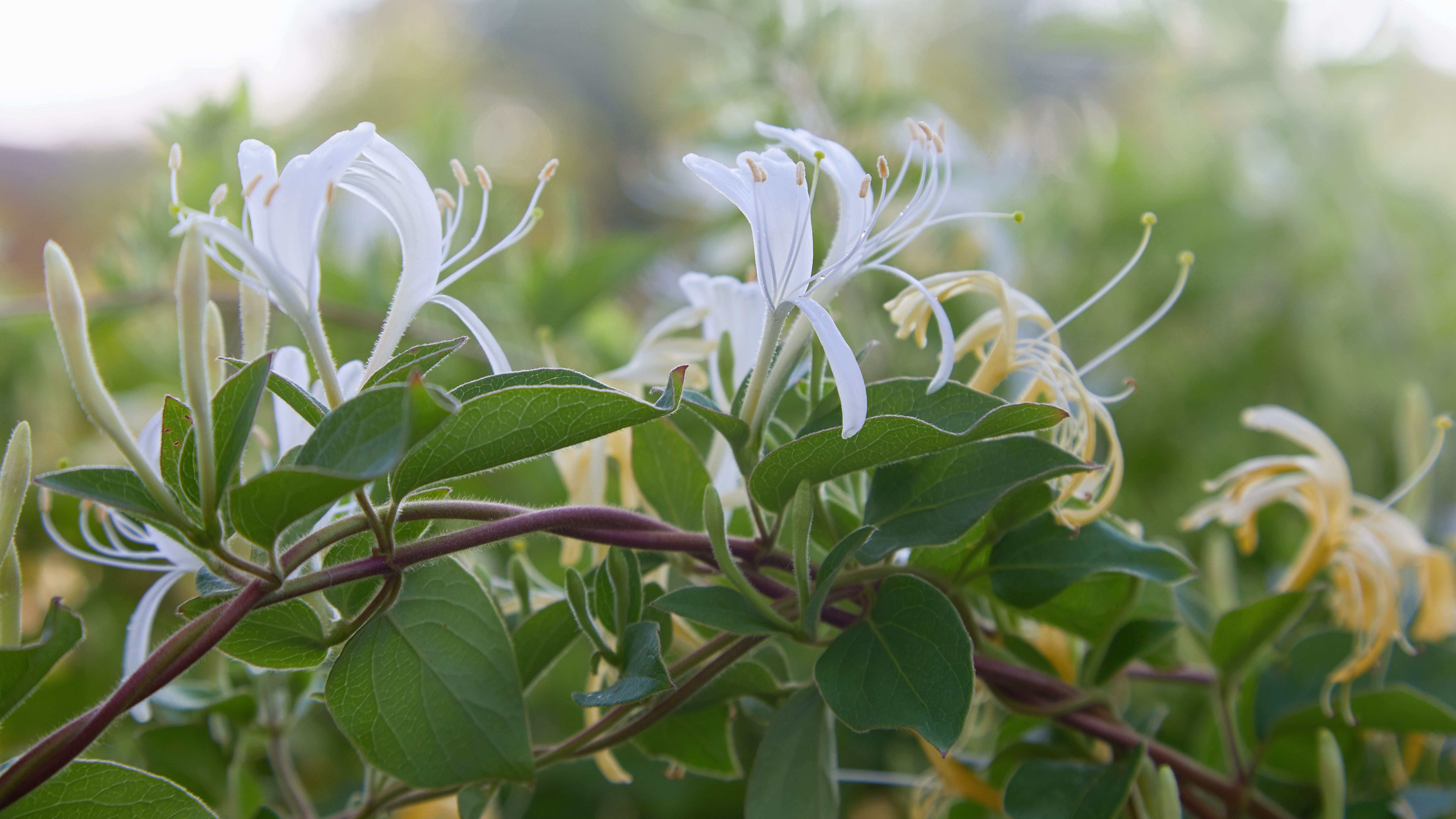 Cómo elegir árboles y arbustos con flores para el jardín