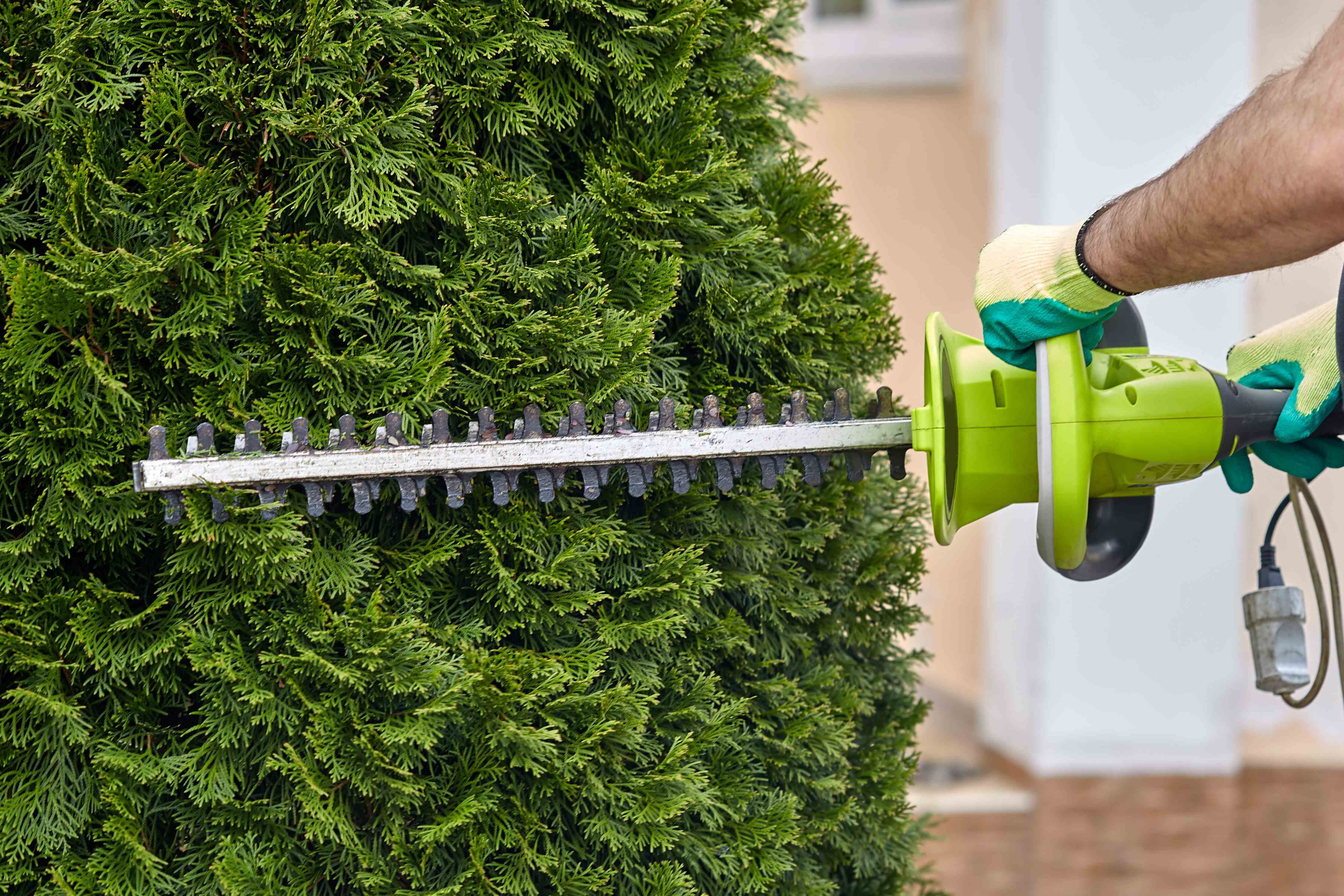 Thuja Hecke Schneiden So Geht S