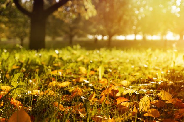 Settembre: la guida completa per la casa e il giardino