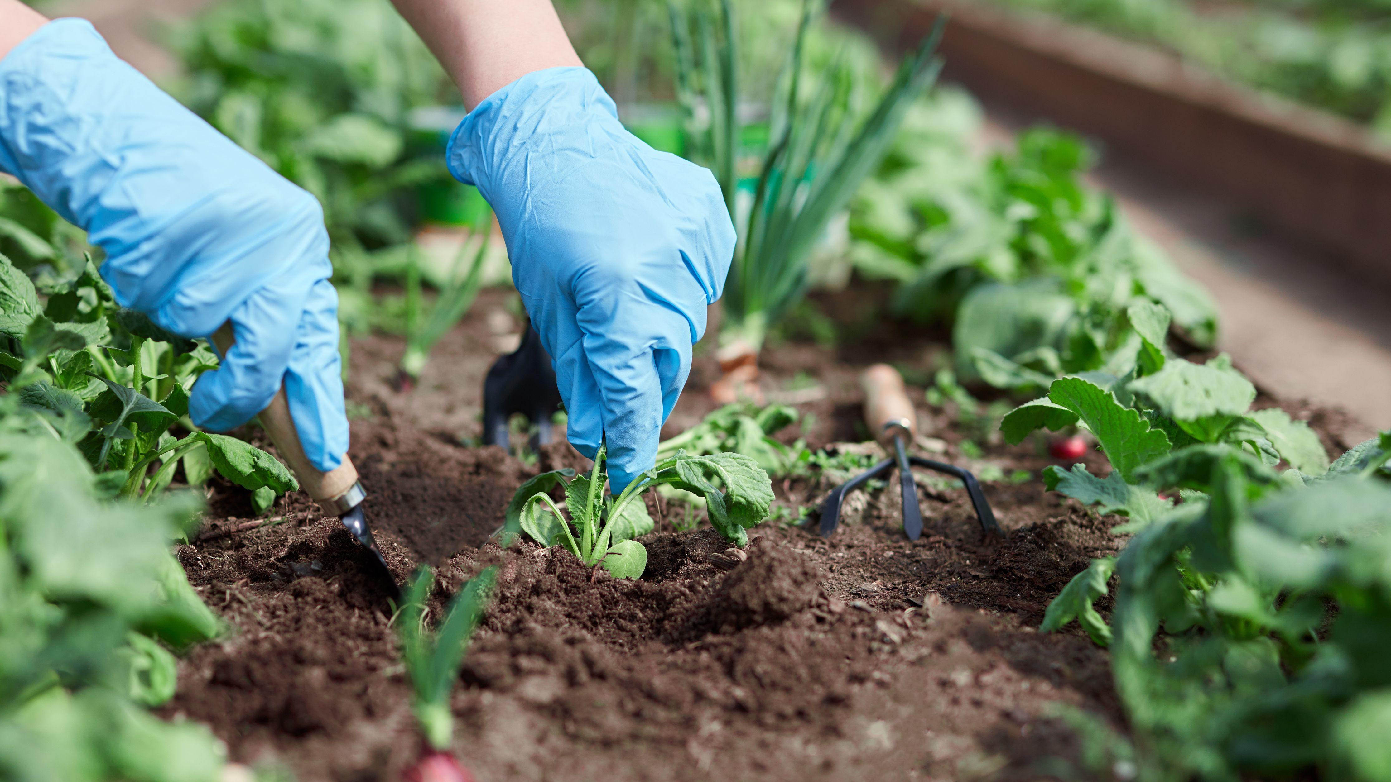 What to plant and sow in April