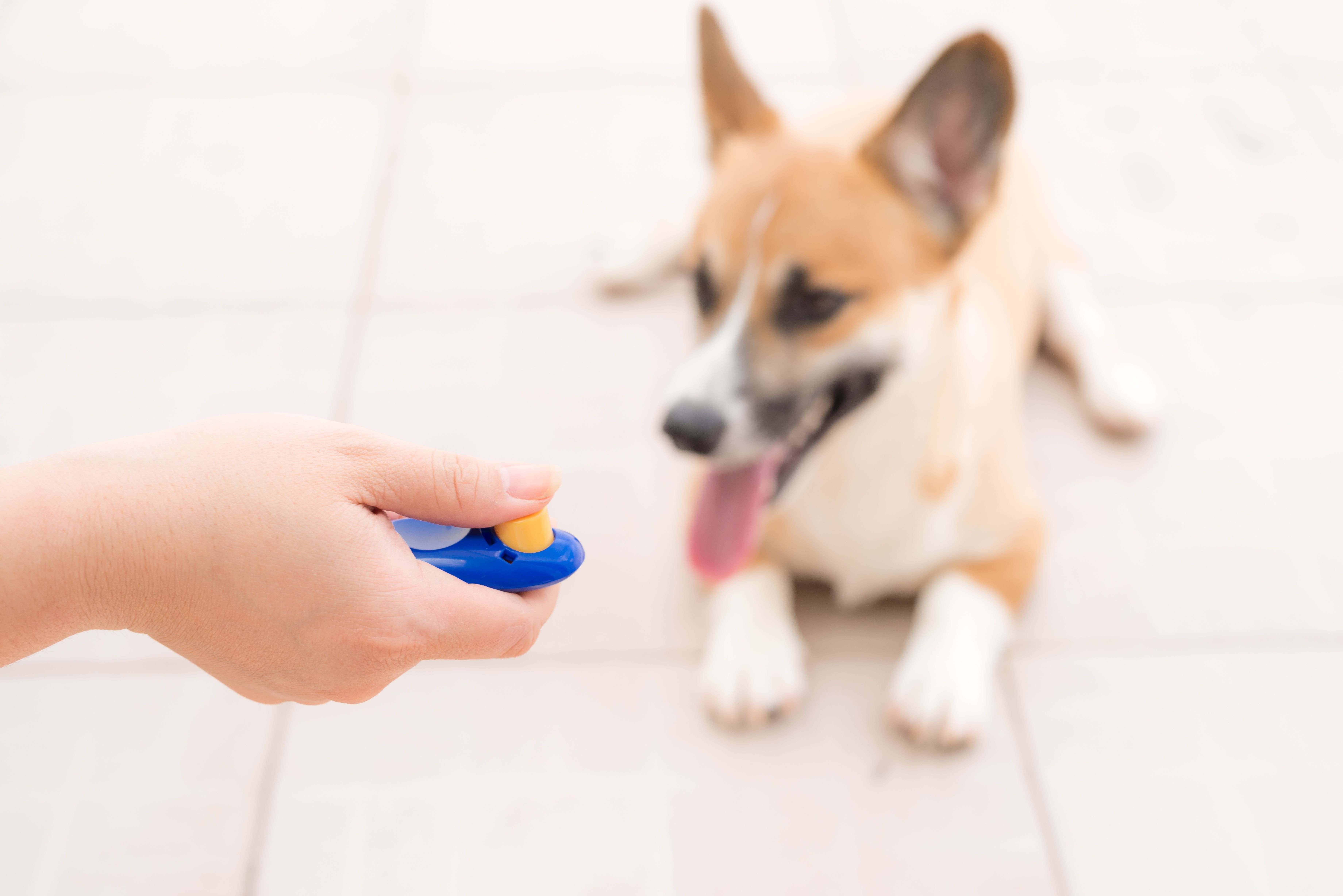 Clicker et sifflet pour chien : comment choisir