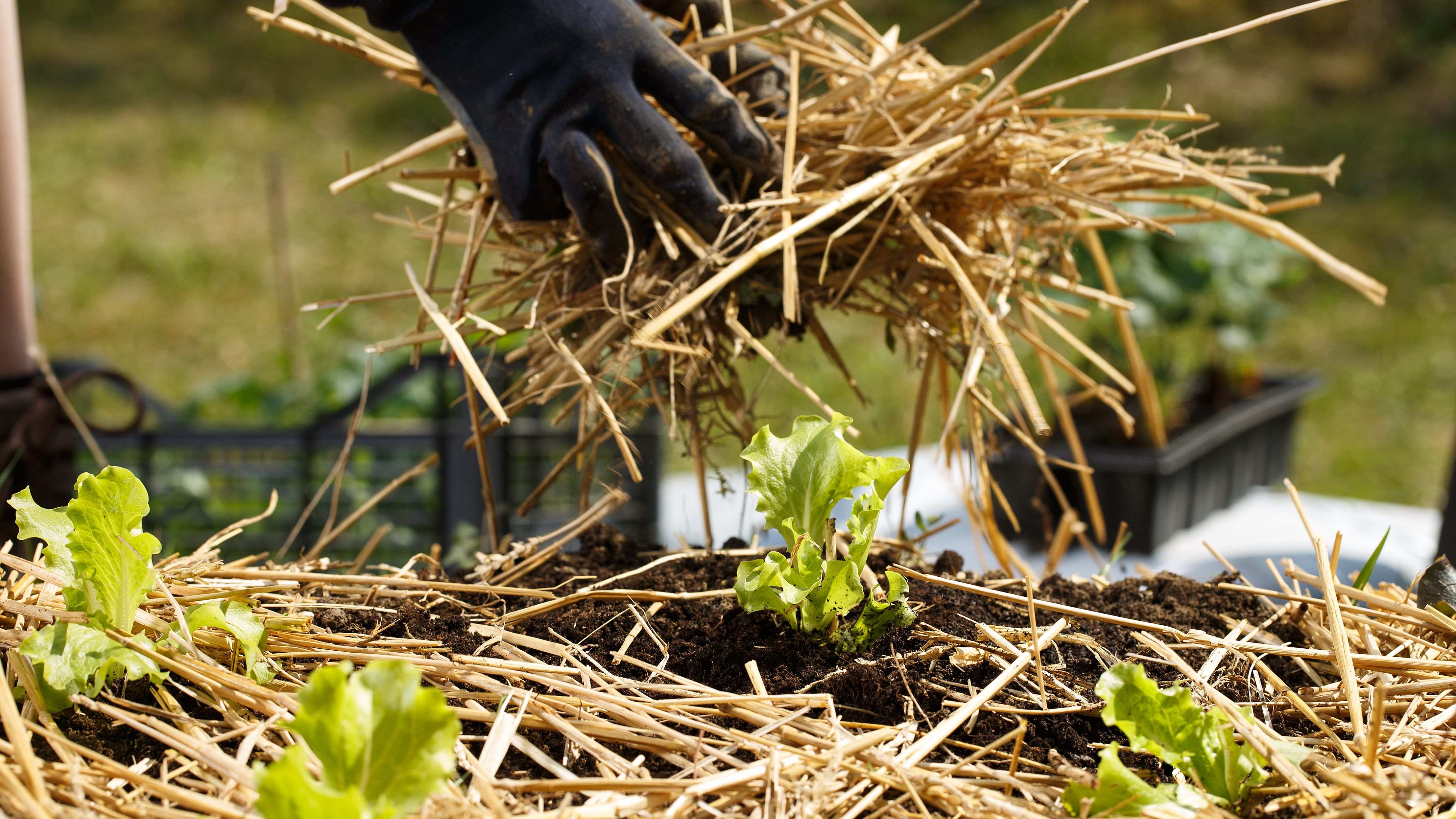 Comment choisir un paillage ?