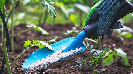 Cómo elegir abonos y fertilizantes