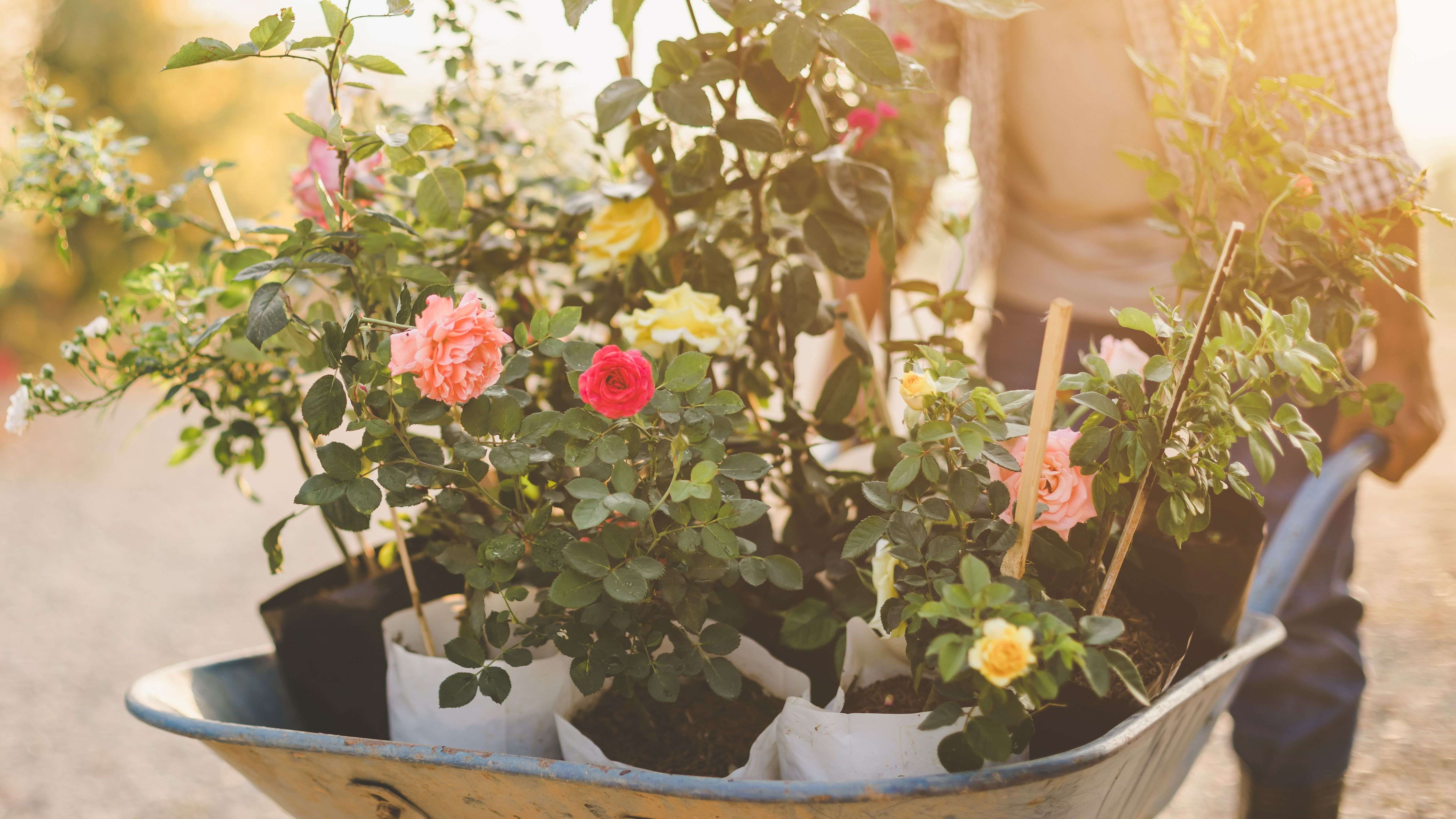 Cómo elegir un rosal