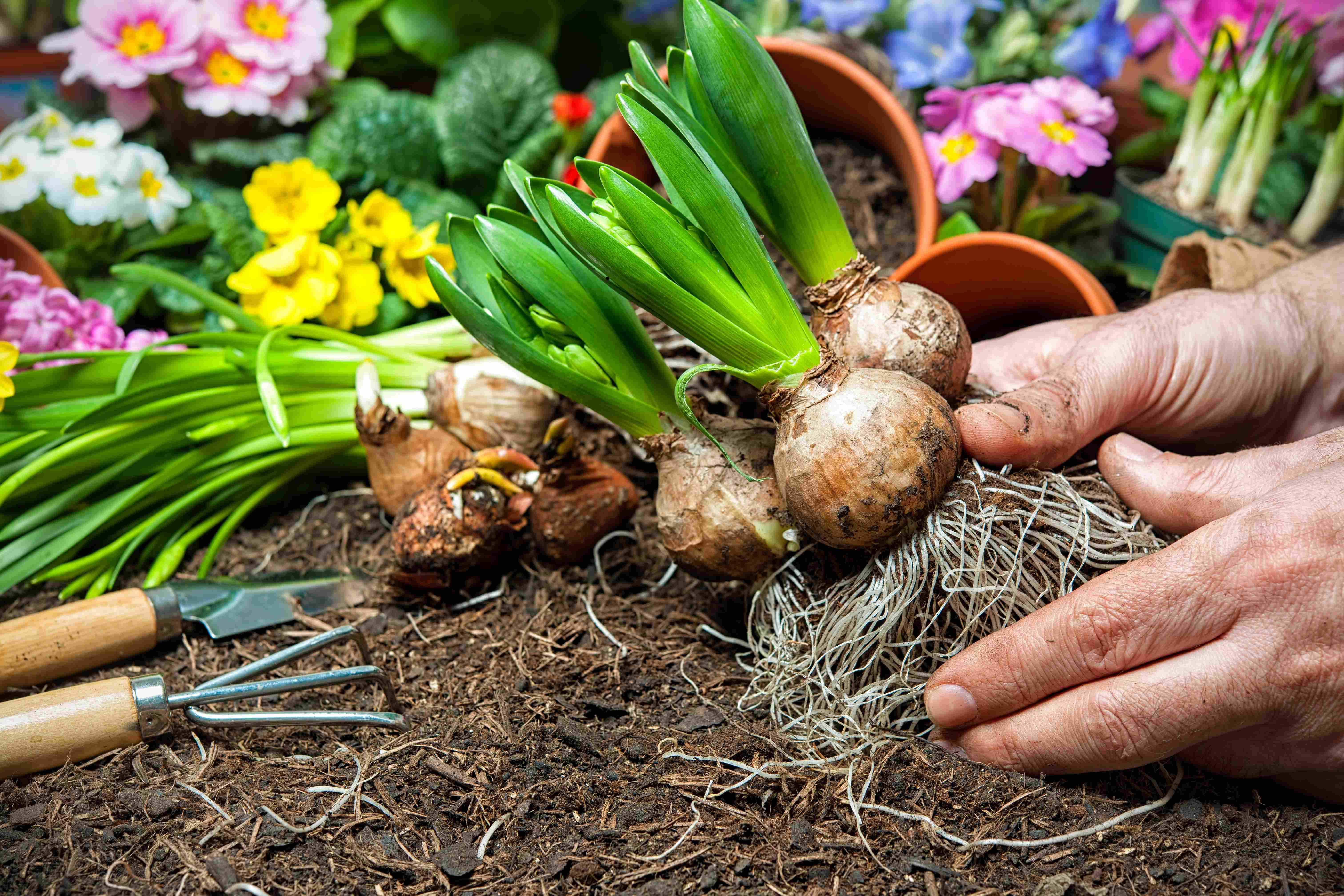 Cómo elegir bulbos de flores