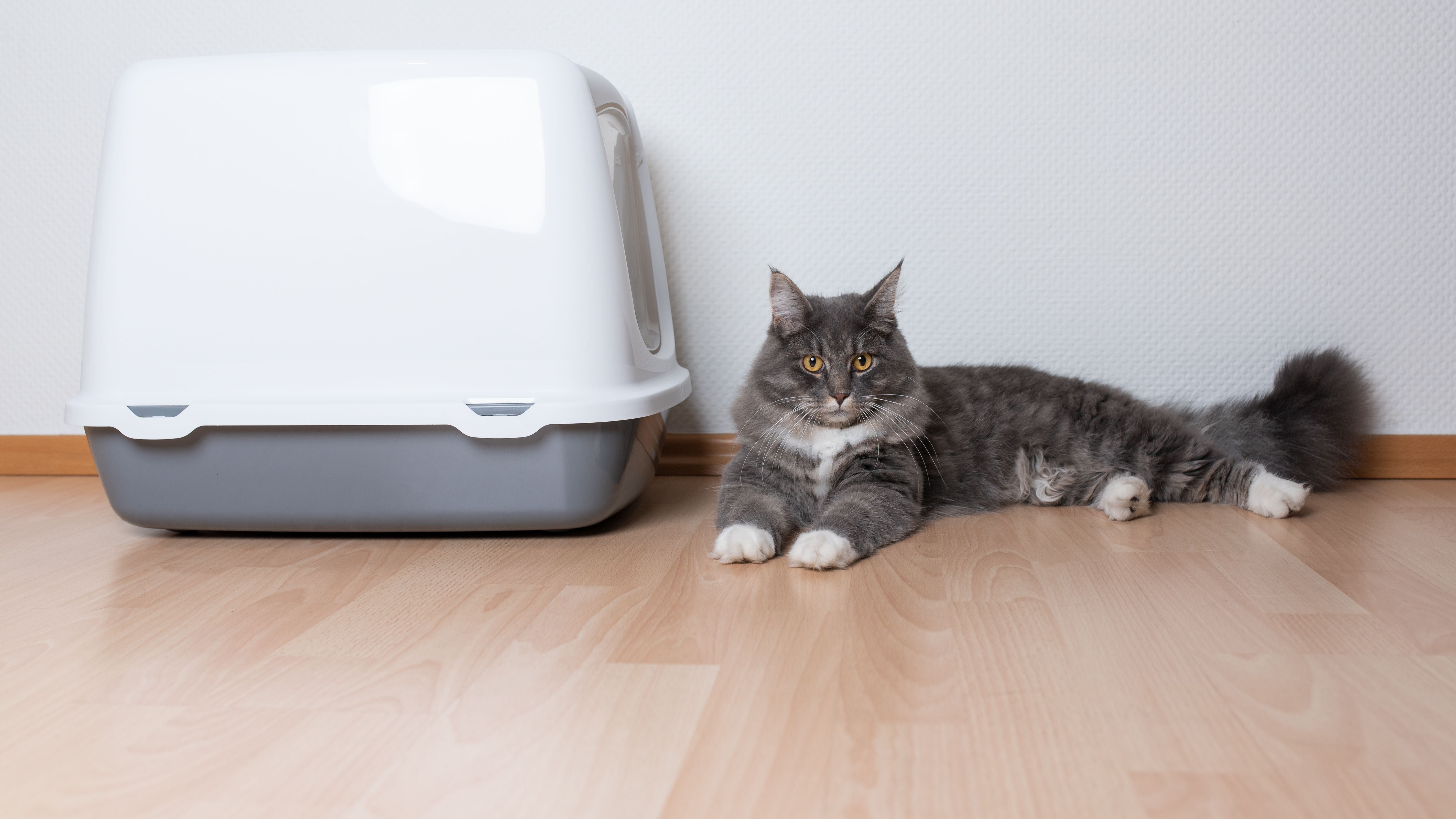 Maison de toilette pour chat et bac à litière : comment choisir