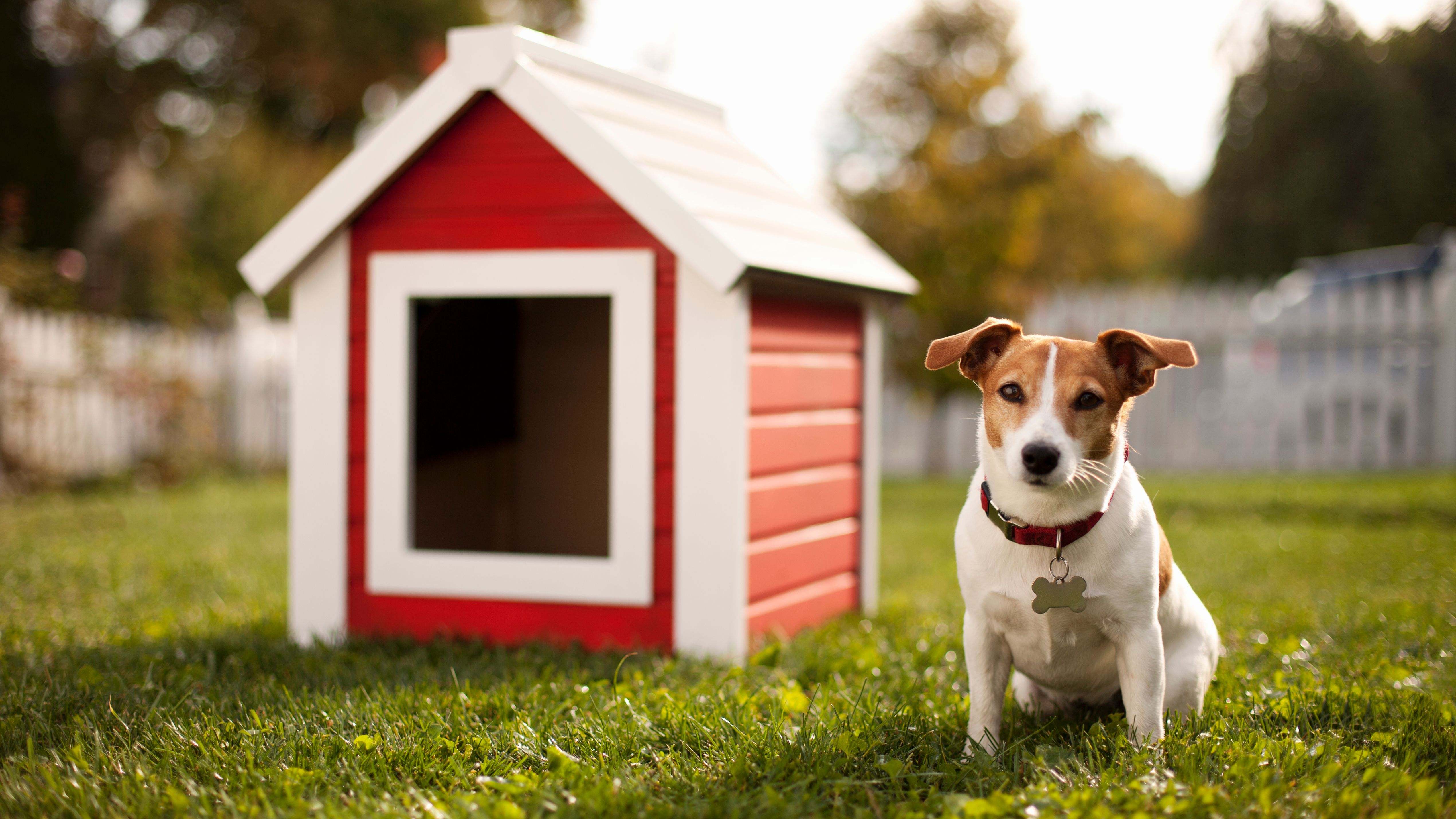 So finden Sie die richtige Hundehütte