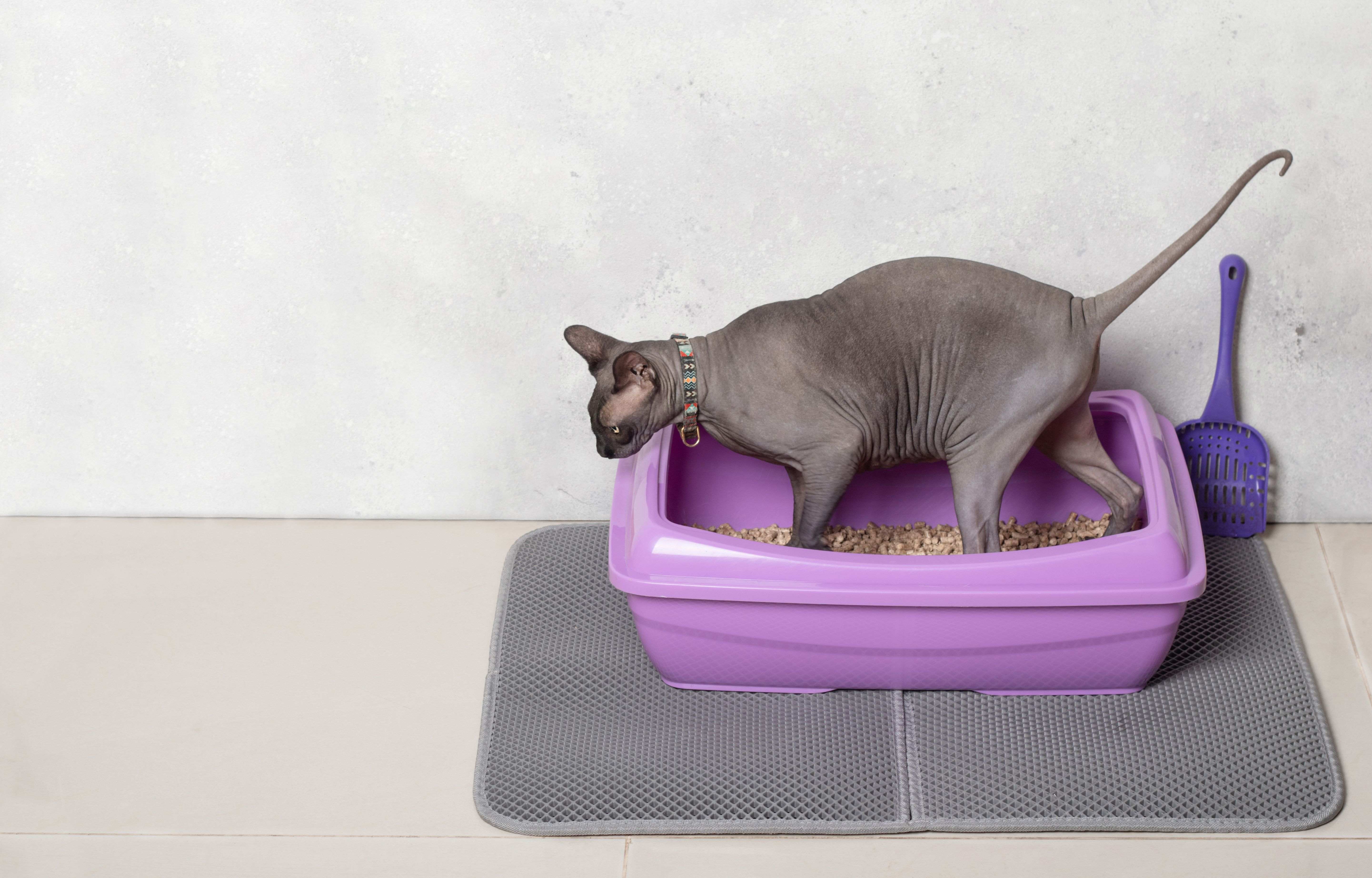 Tapis de WC : comment choisir