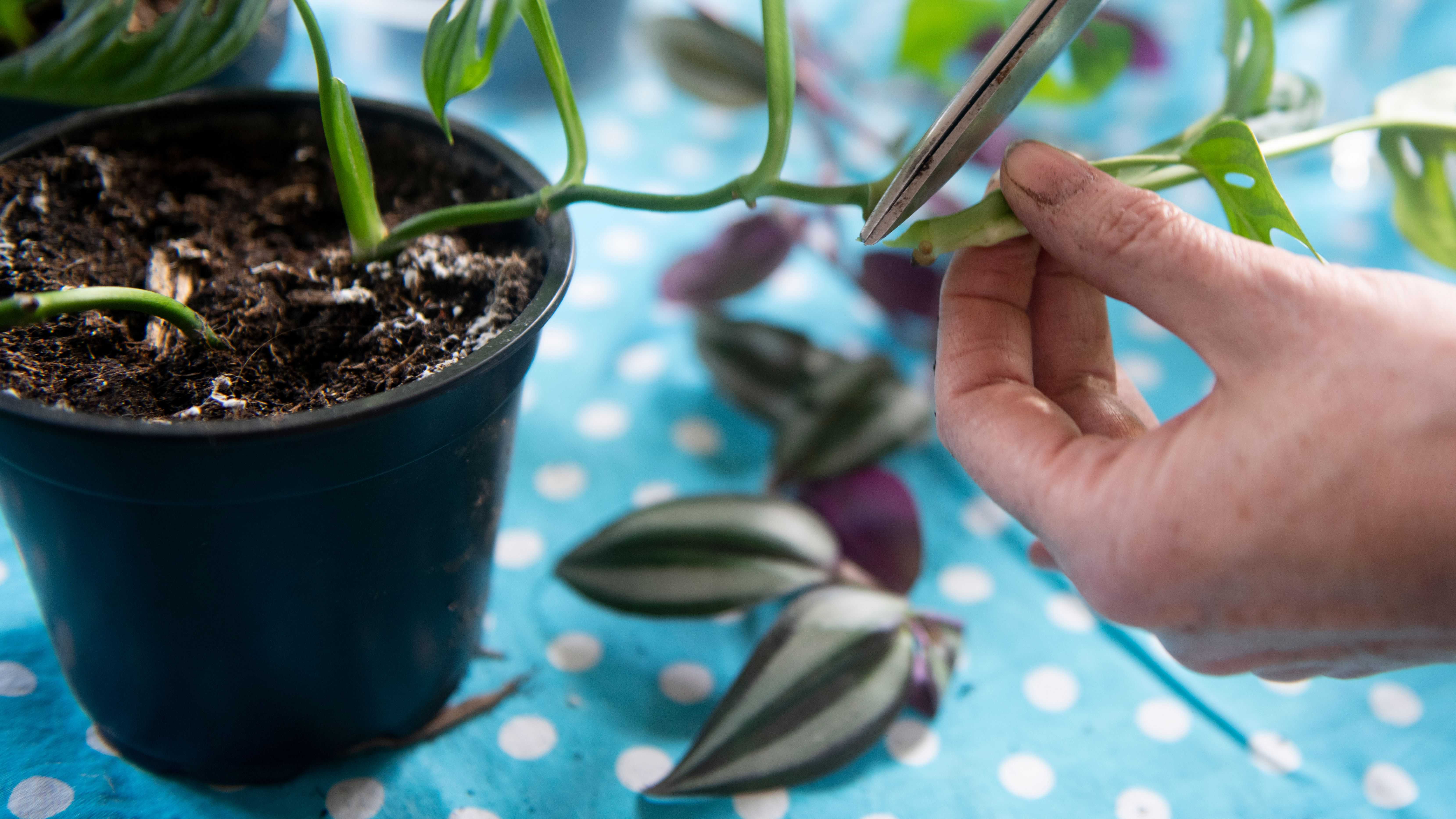 Quoi planter en février