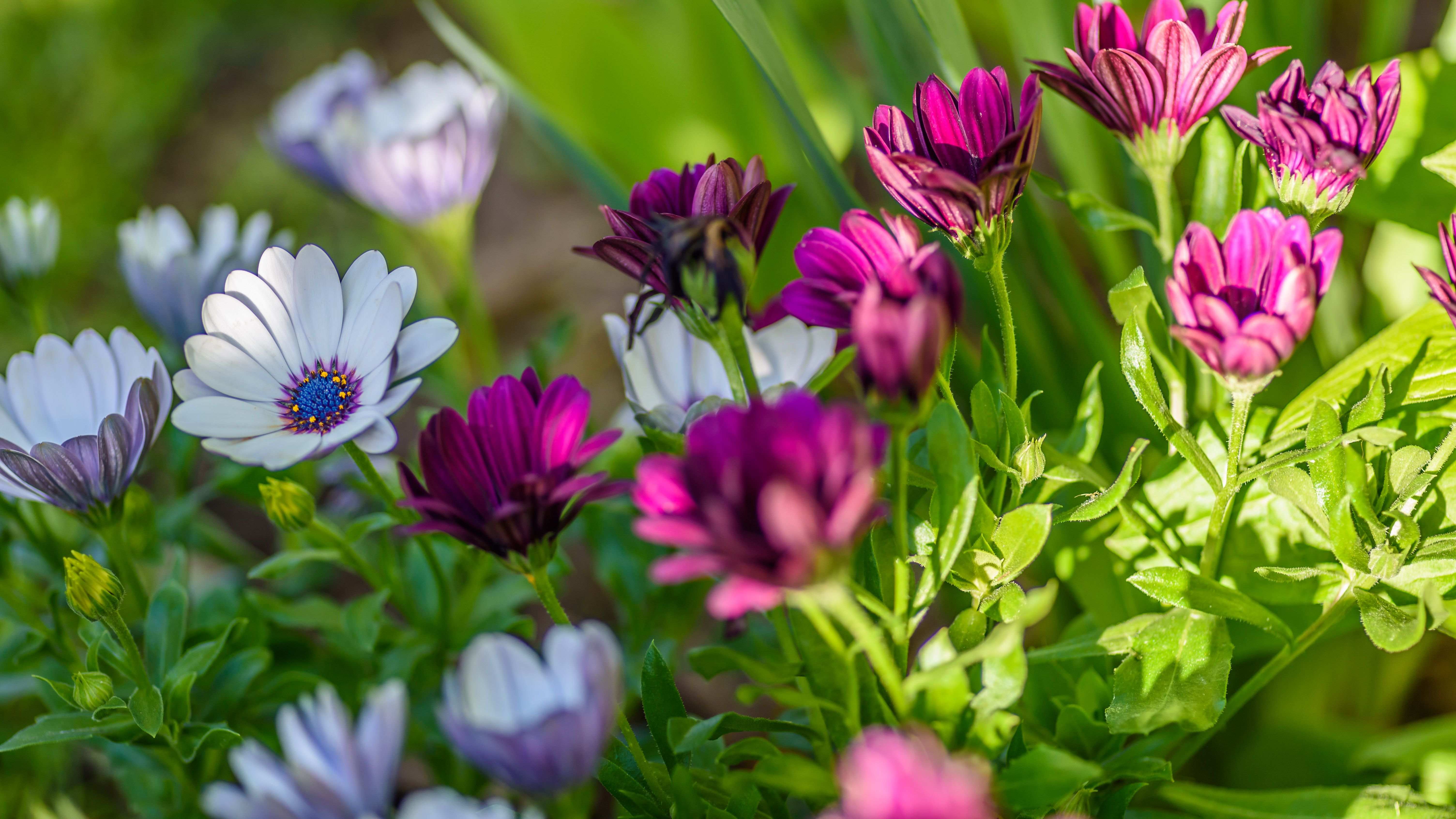 Les 23 plantes vivaces les plus communes