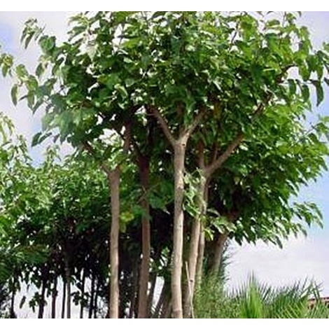 Cuidados de los árboles en verano