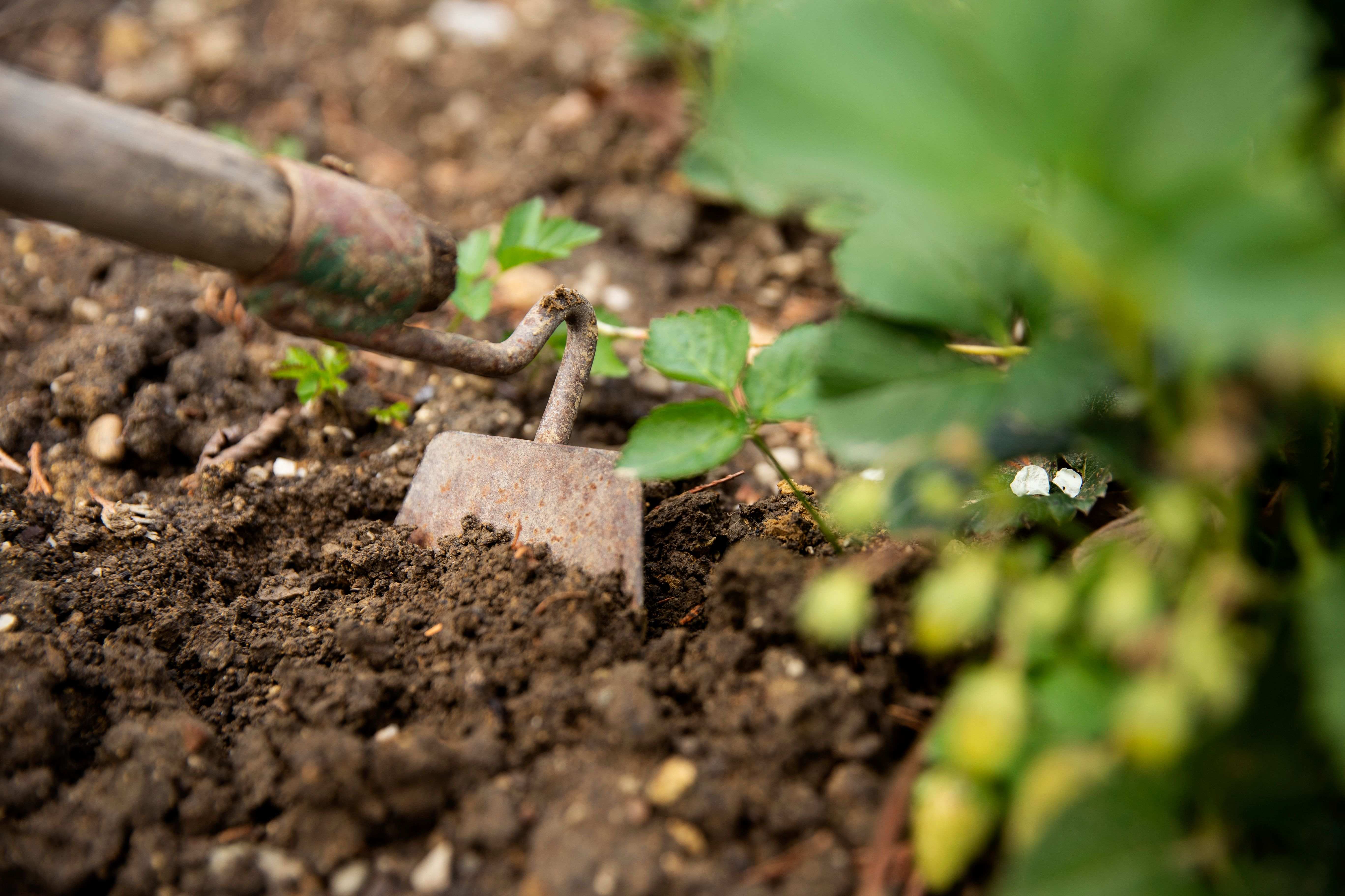 How to weed your garden