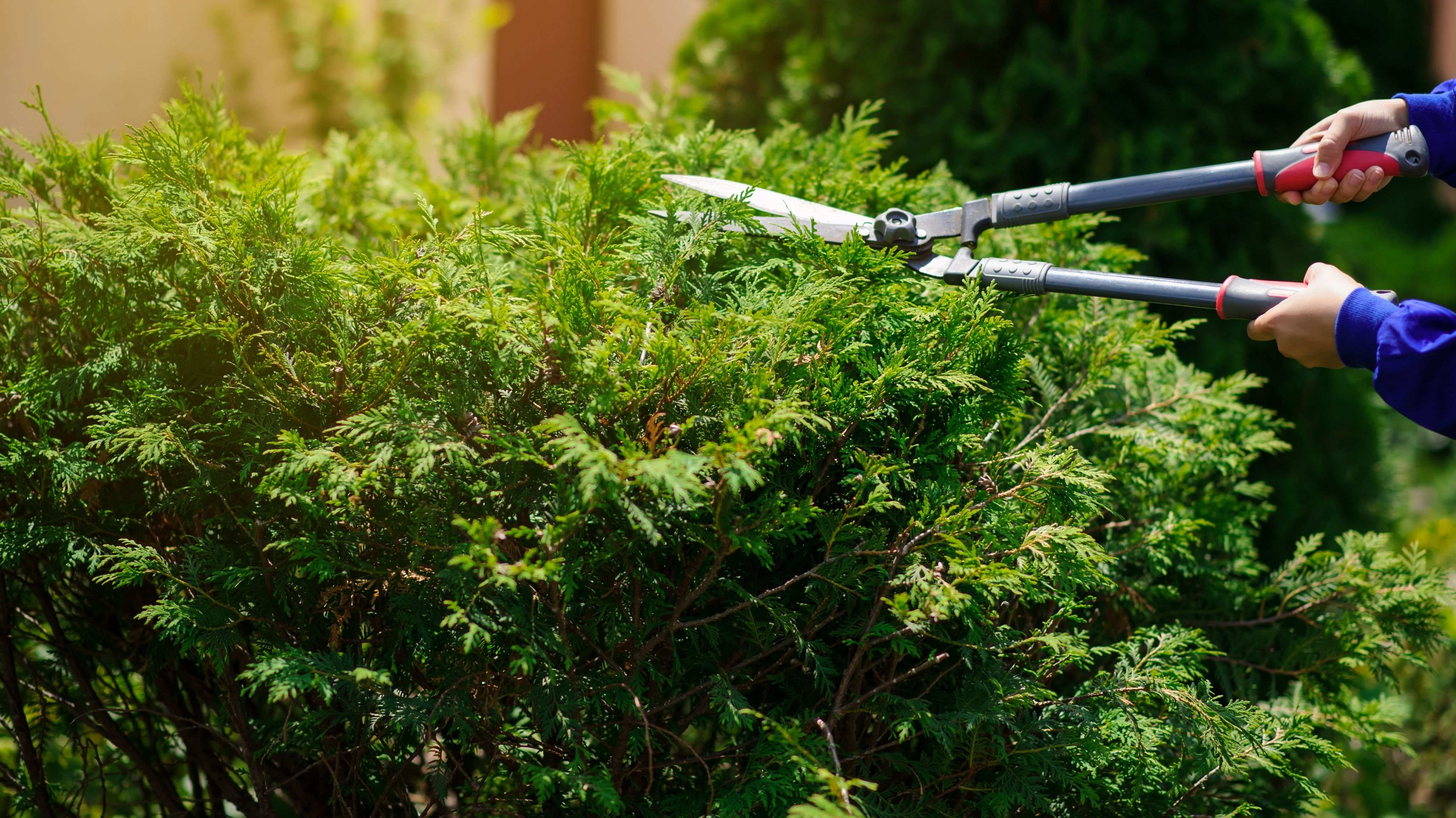 How to trim a hedge