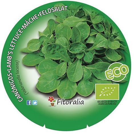 Qué hortalizas plantar o sembrar en julio