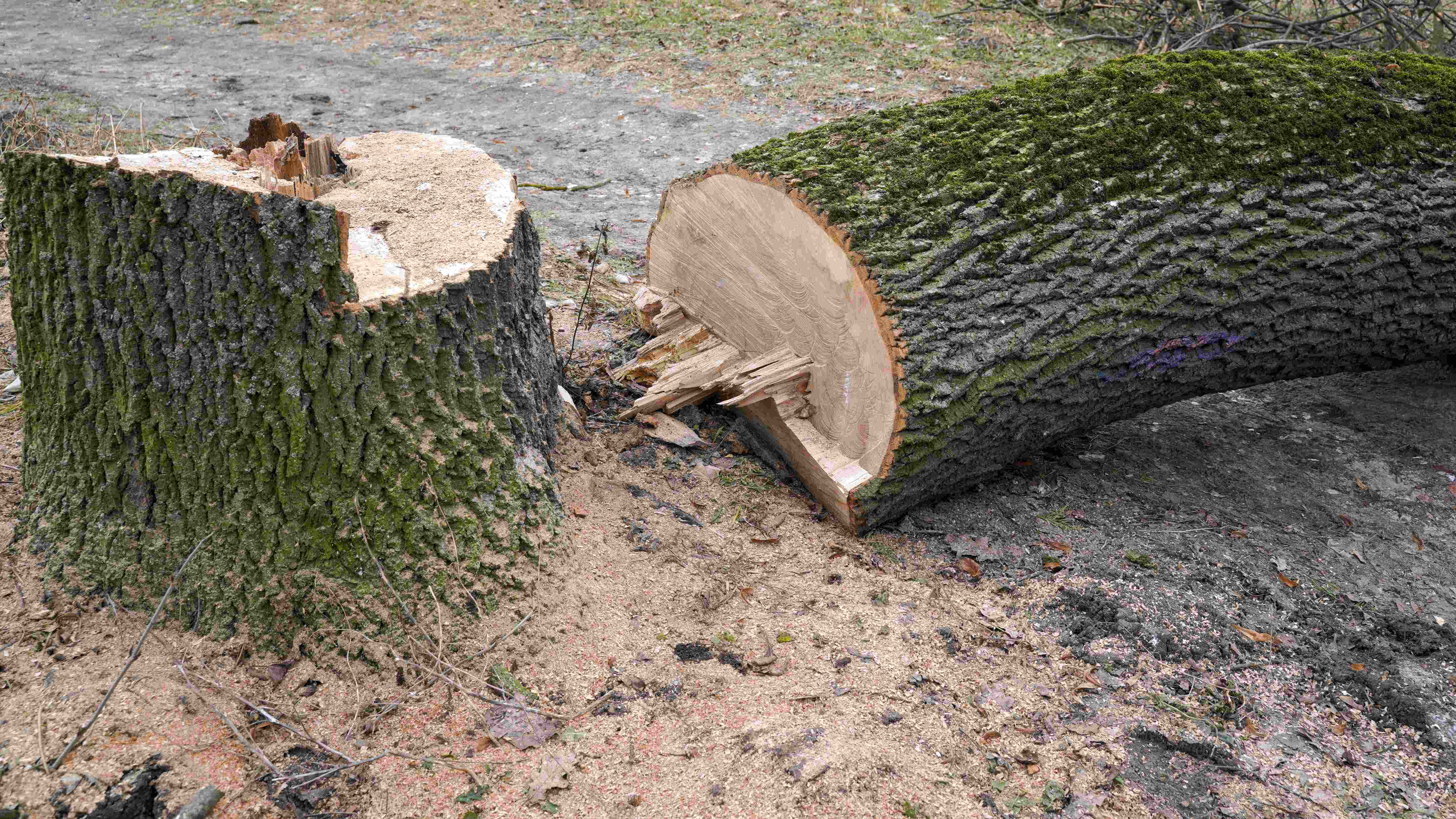 How to cut down a tree