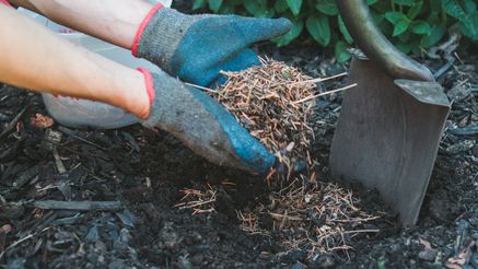 Mulch buying guide