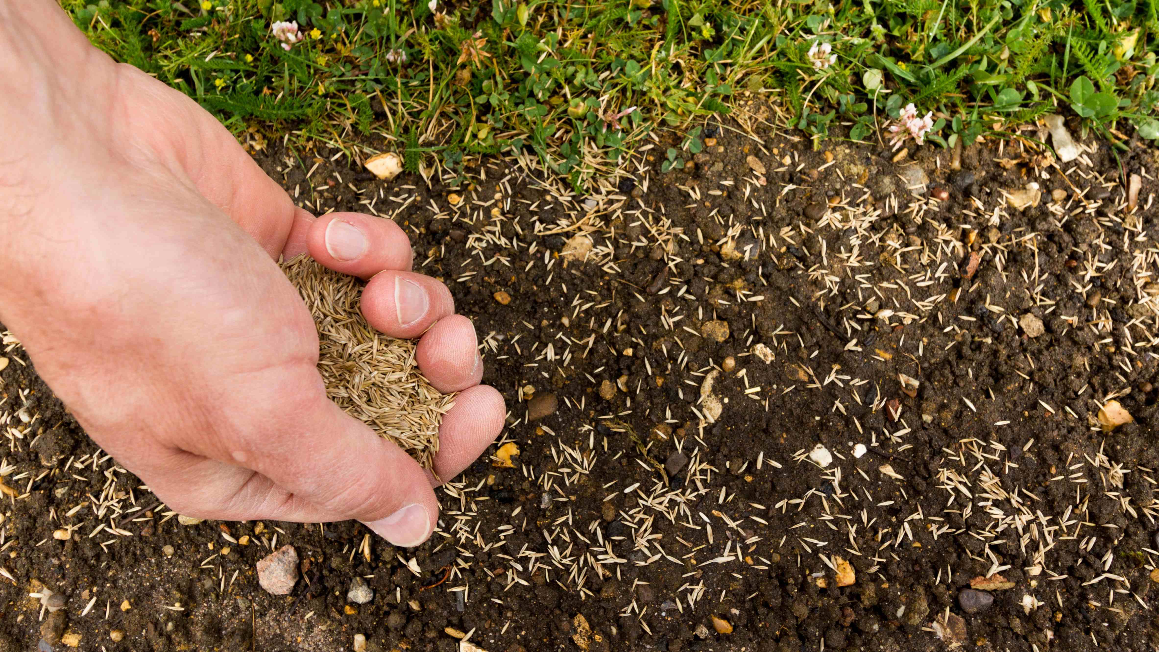 How to sow a lawn from seed