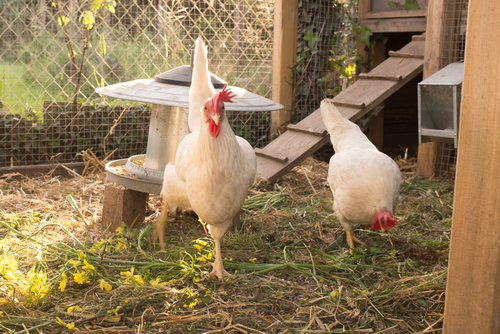 How to maintain a chicken coop