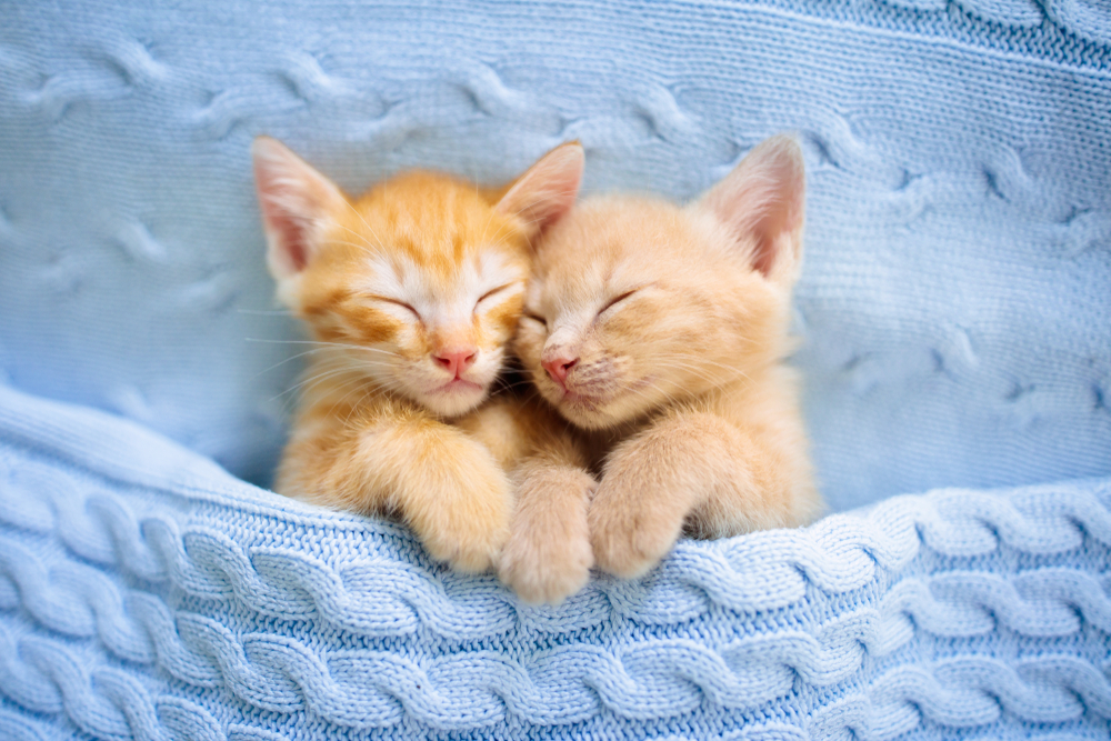How to prepare for a new kitten