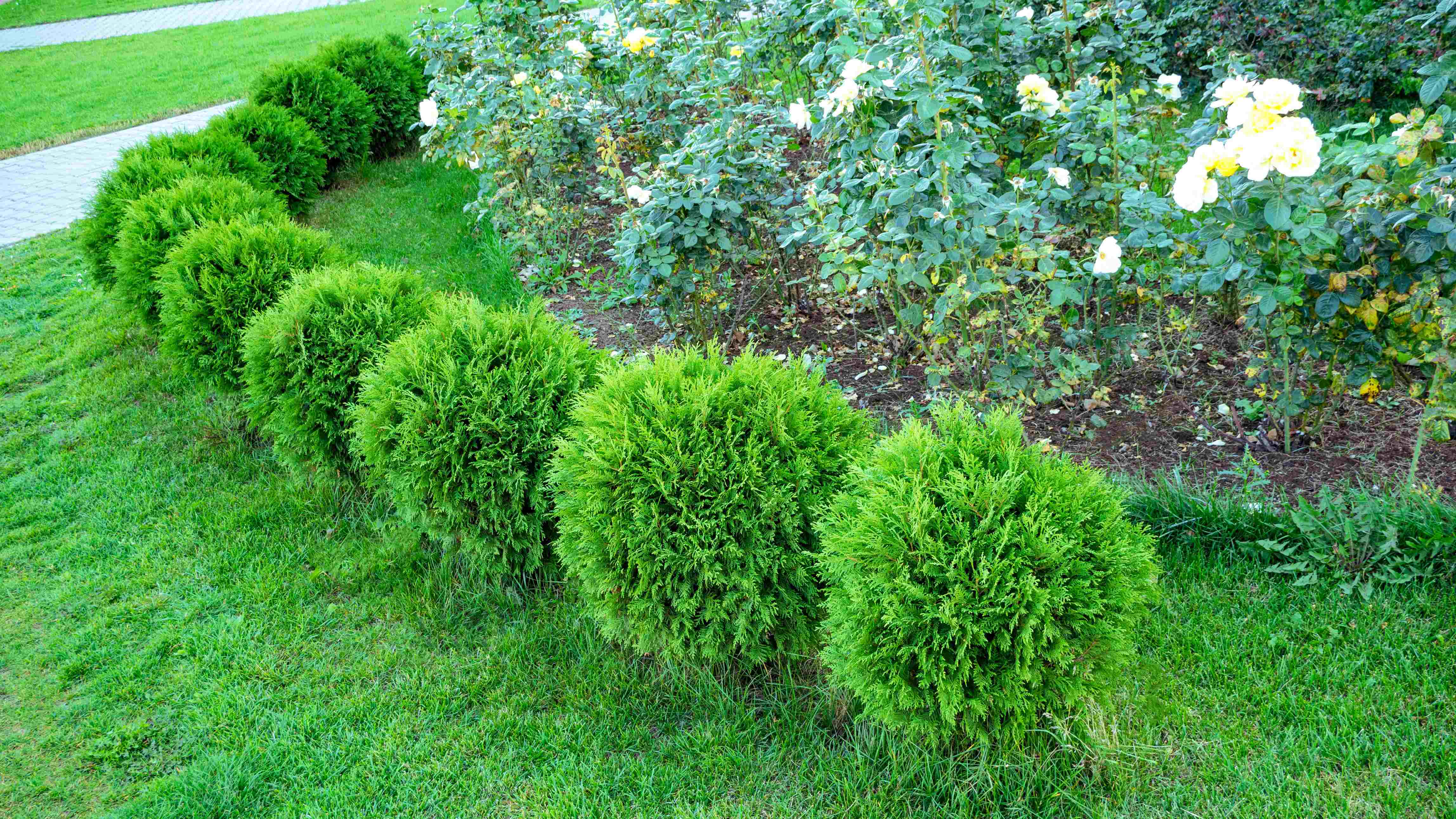 Conifères, arbres et arbustes : comment choisir