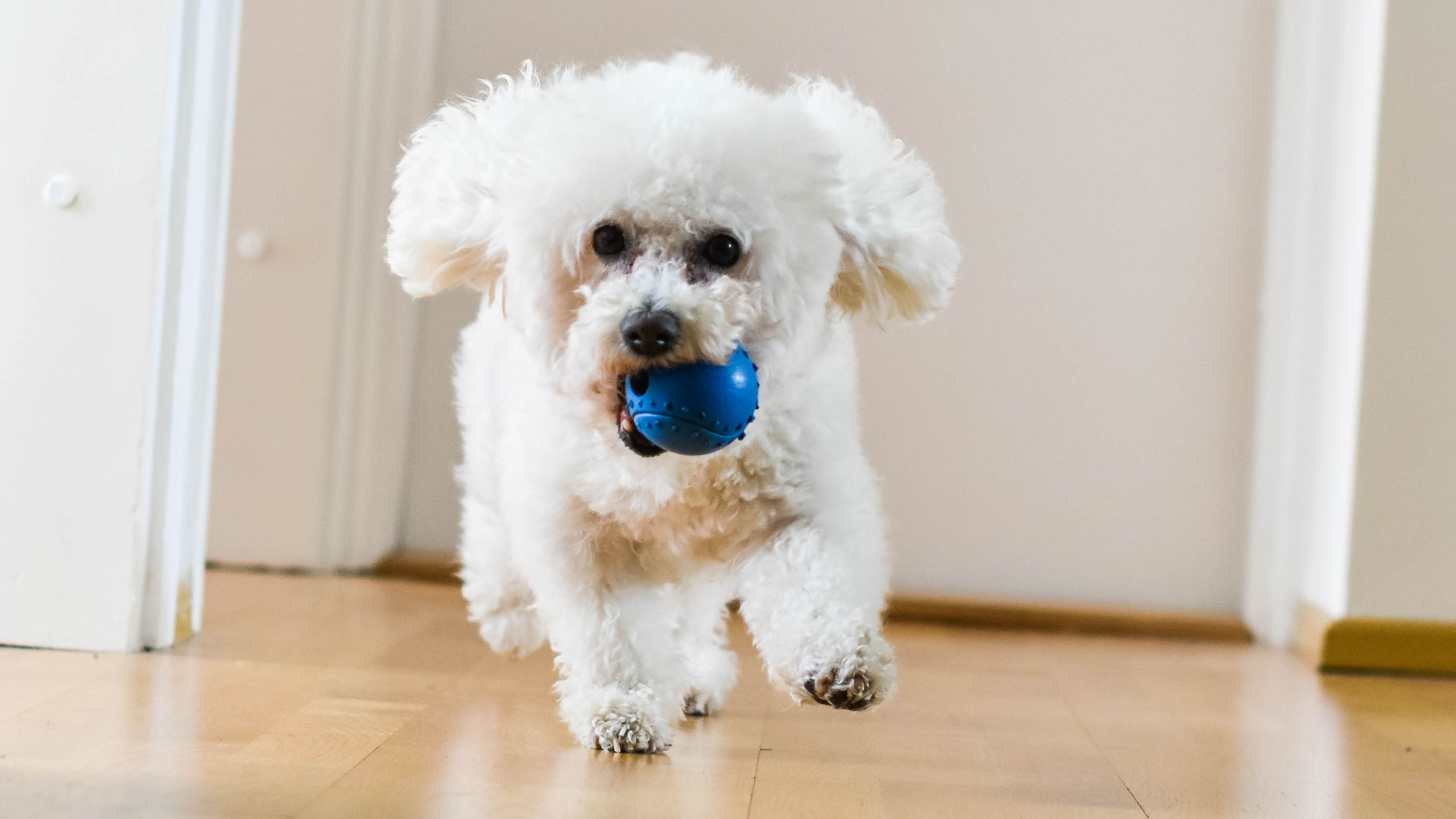 Las 10 razas de perro más adecuadas para un piso
