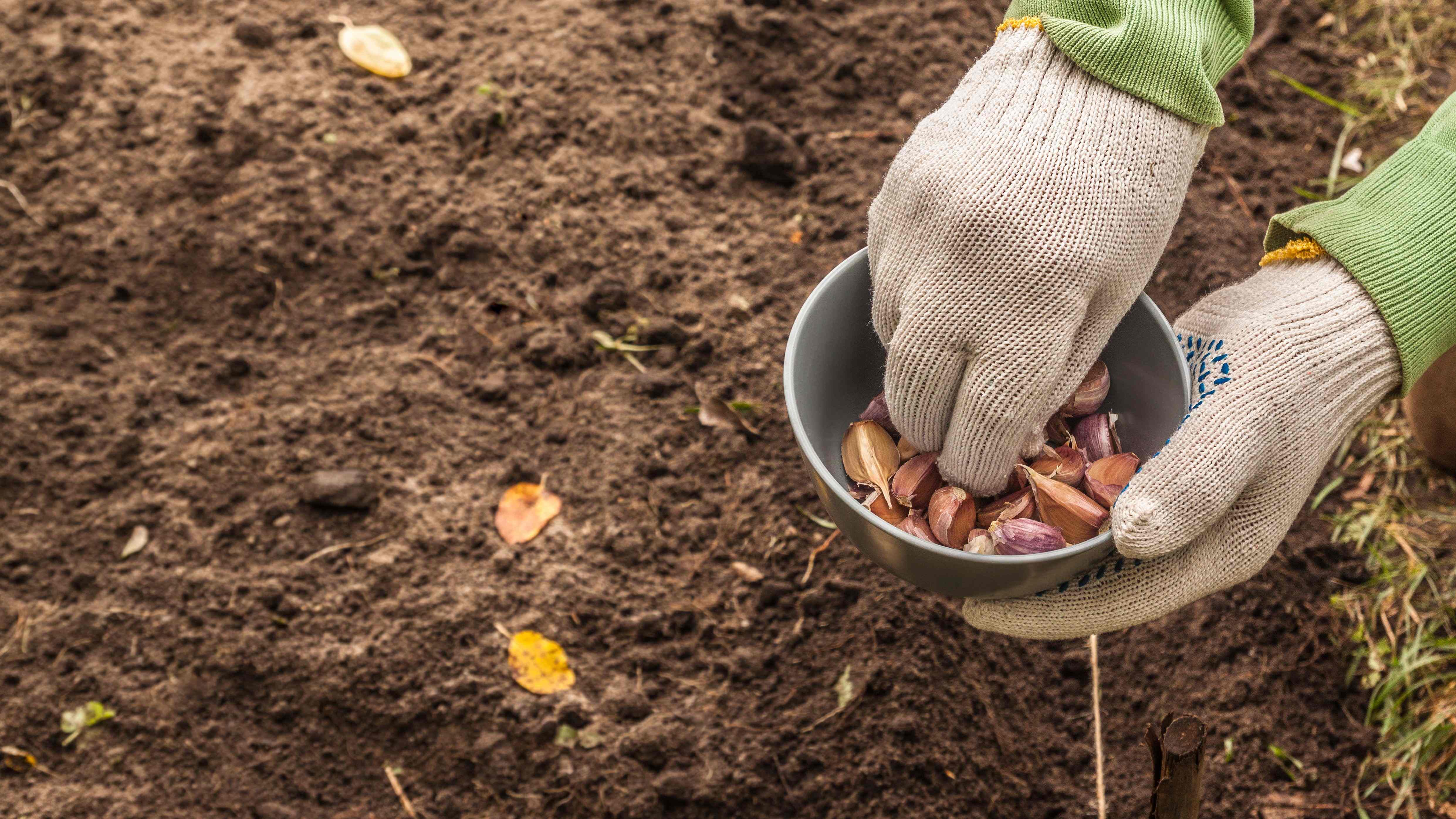 Que planter en novembre