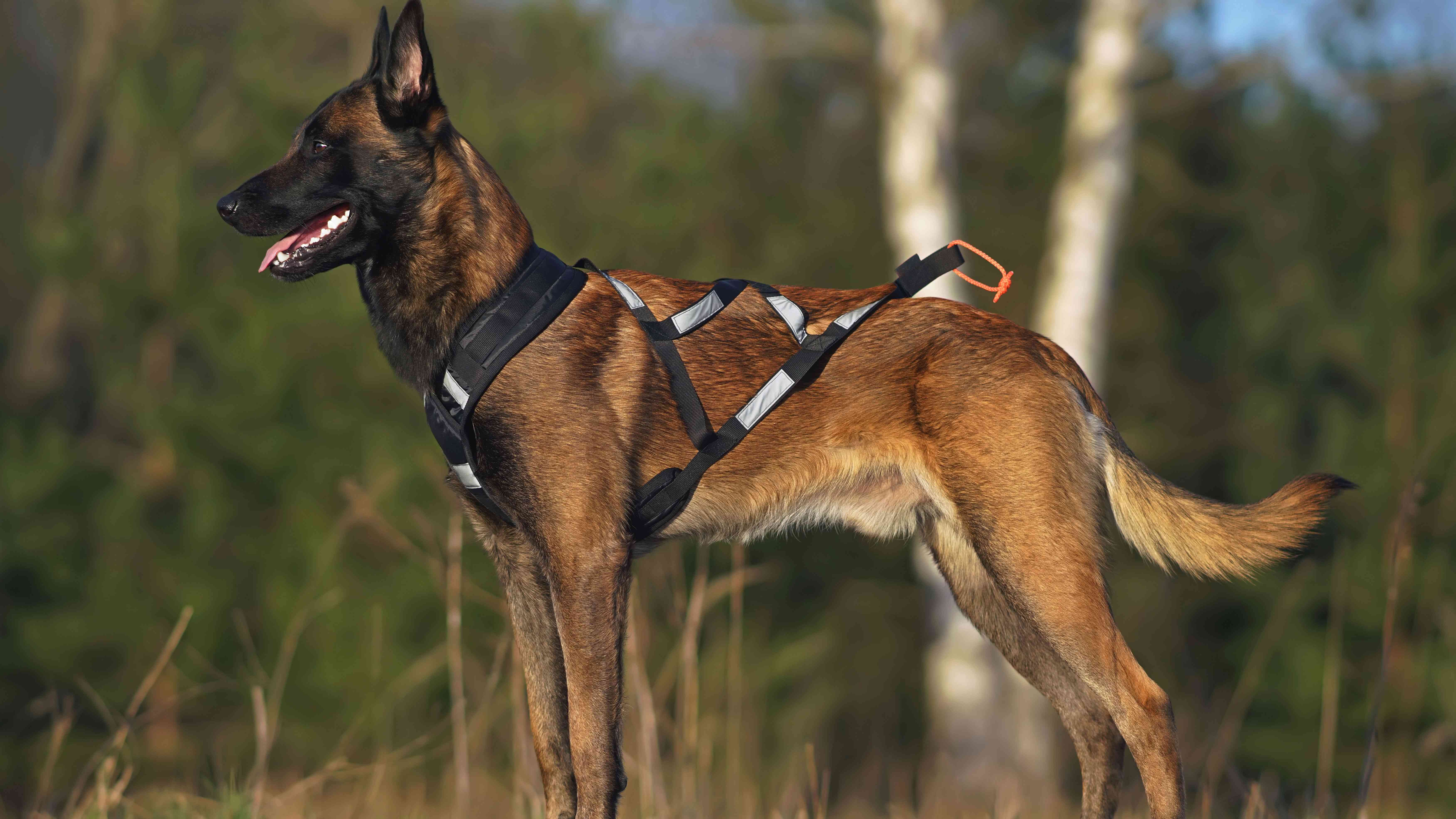Collier et harnais pour chien : comment choisir