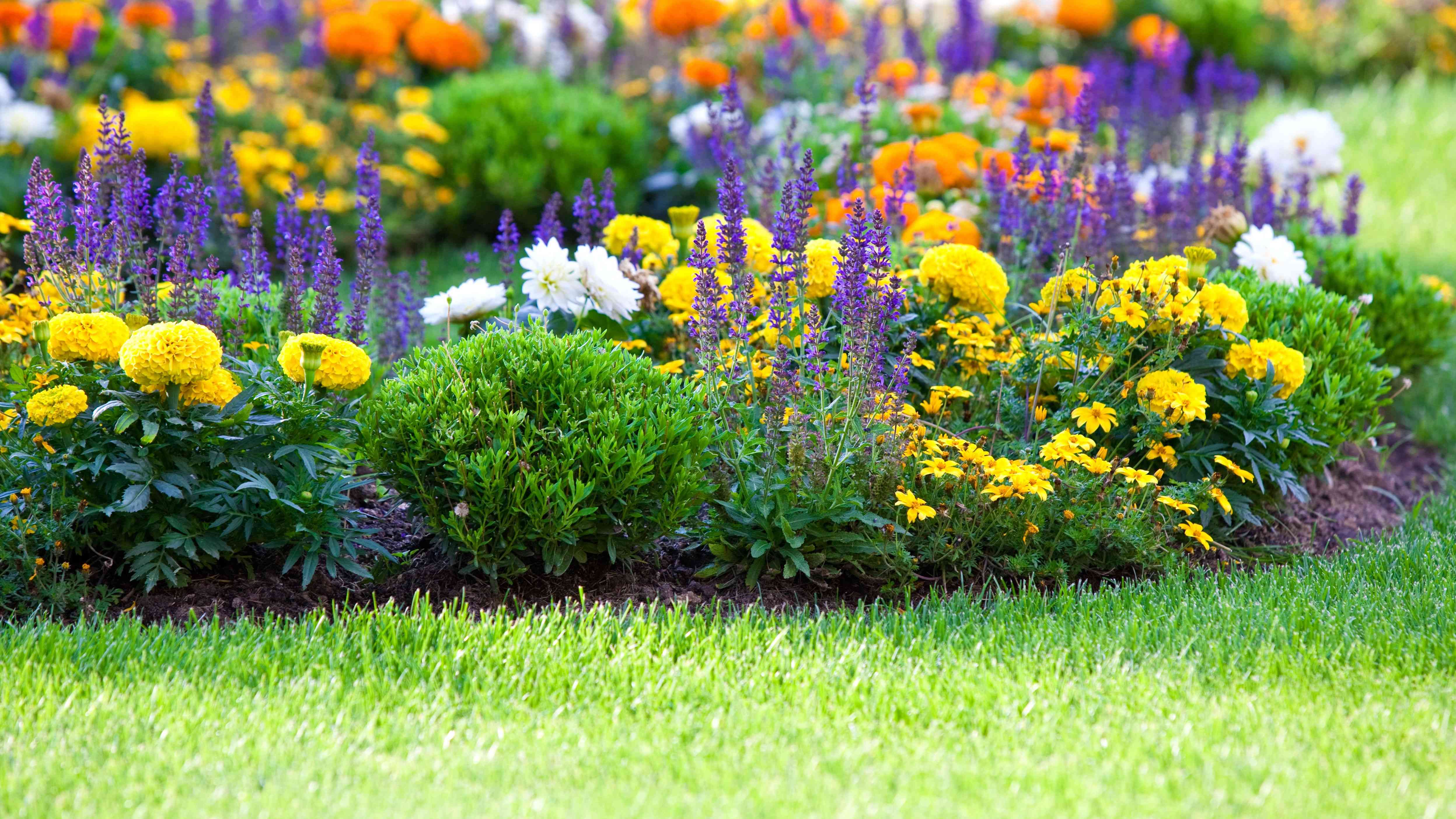 Bien planter un massif de fleurs