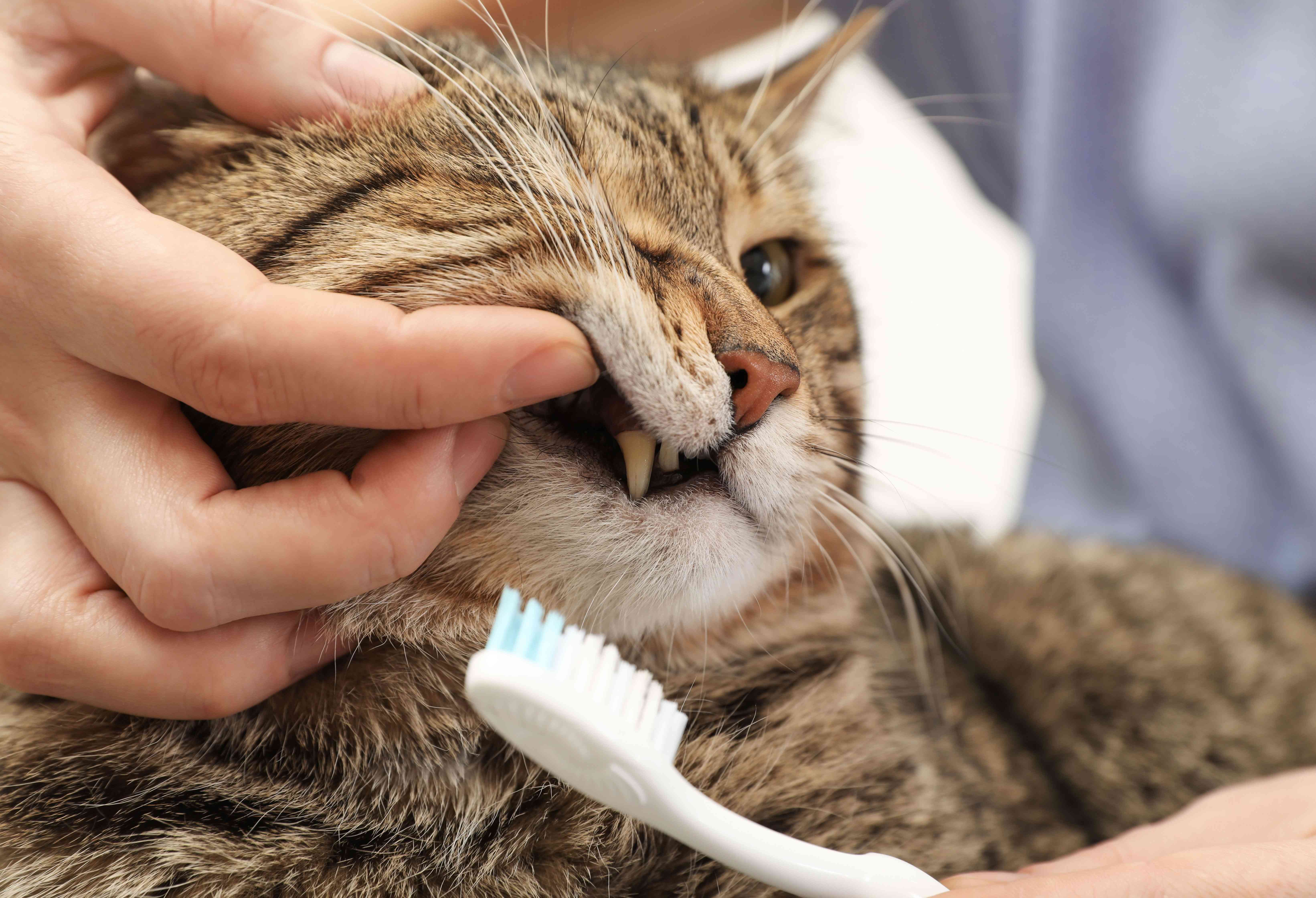 Hygiene Bucco Dentaire Pour Chat